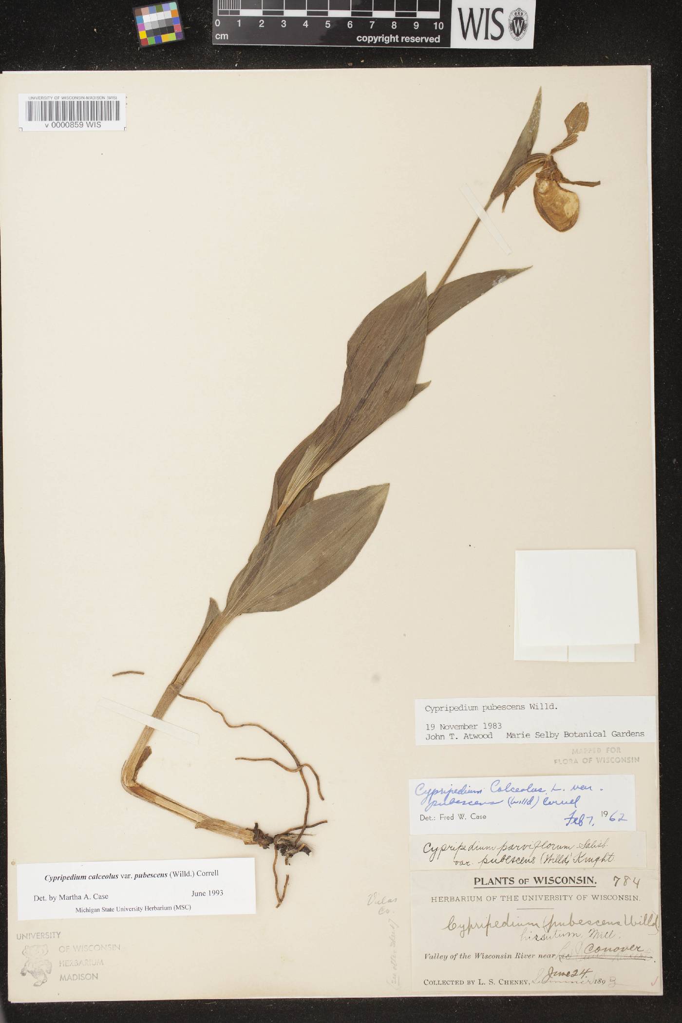 Cypripedium parviflorum var. pubescens image