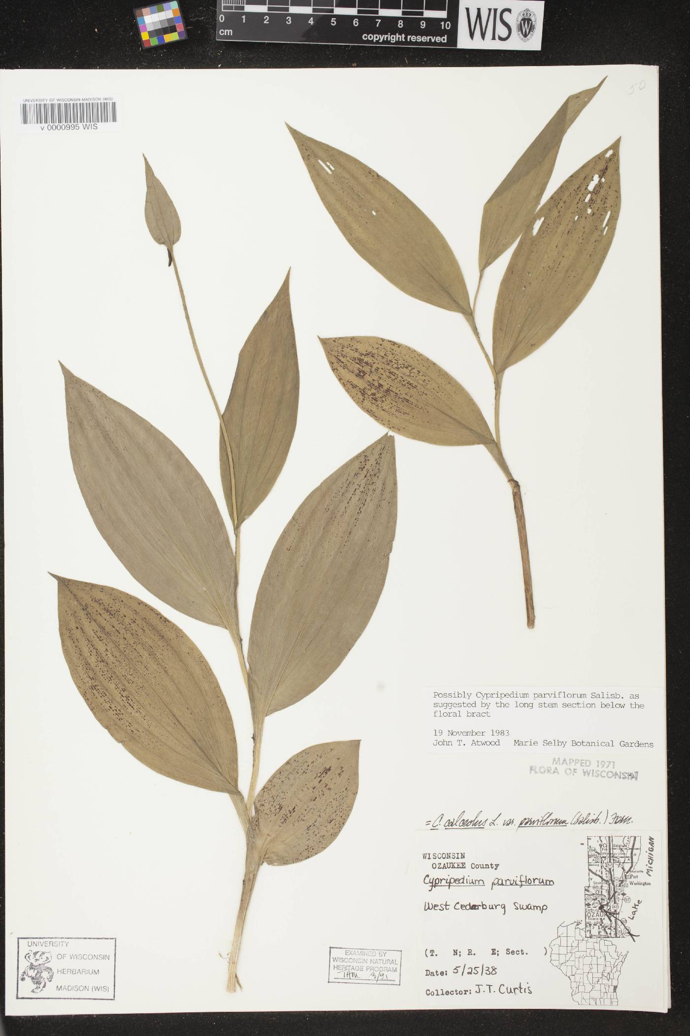 Cypripedium parviflorum var. makasin image