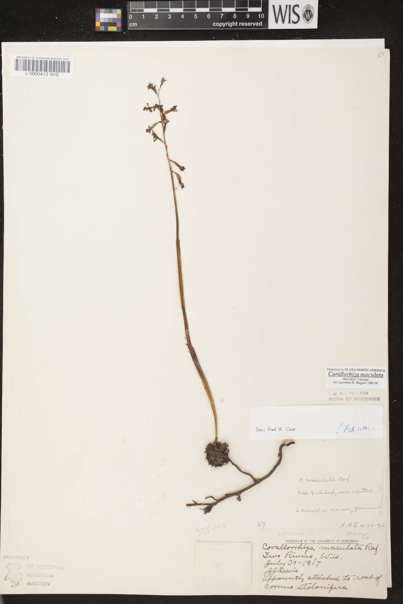 Corallorhiza maculata image