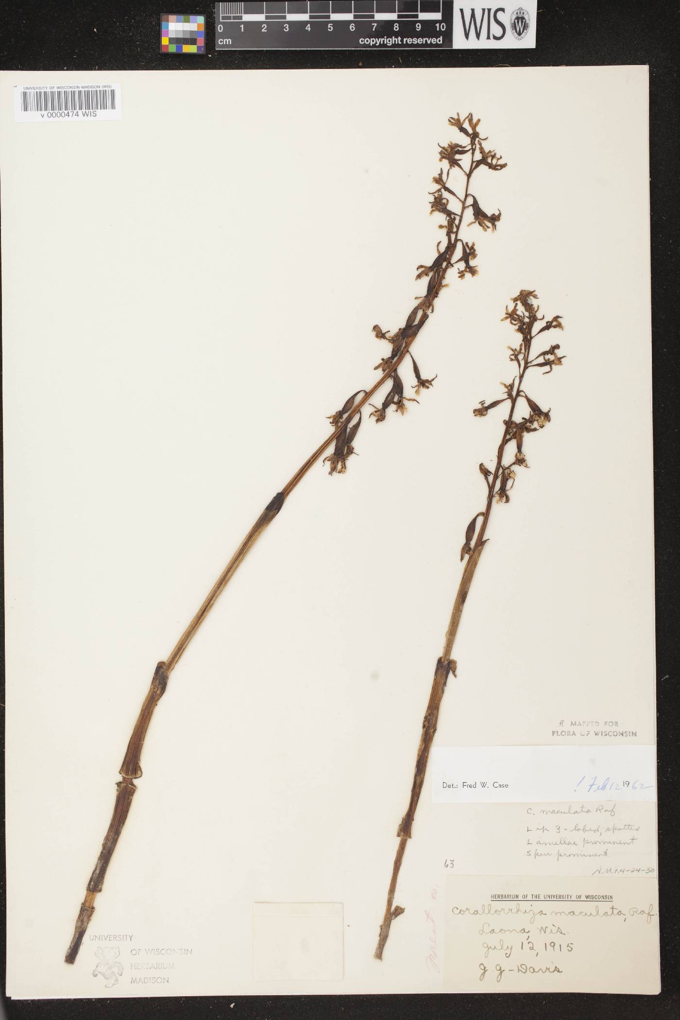 Corallorhiza maculata image