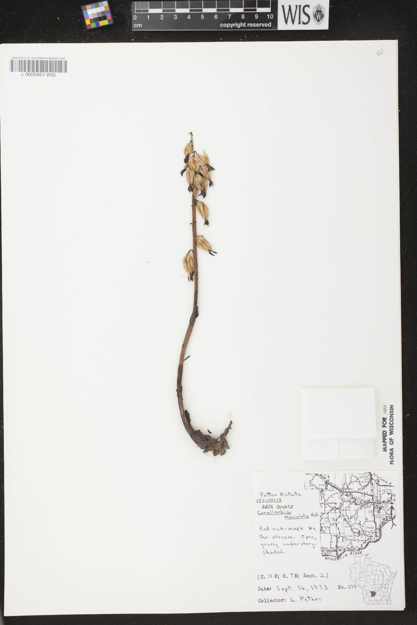 Corallorhiza maculata image