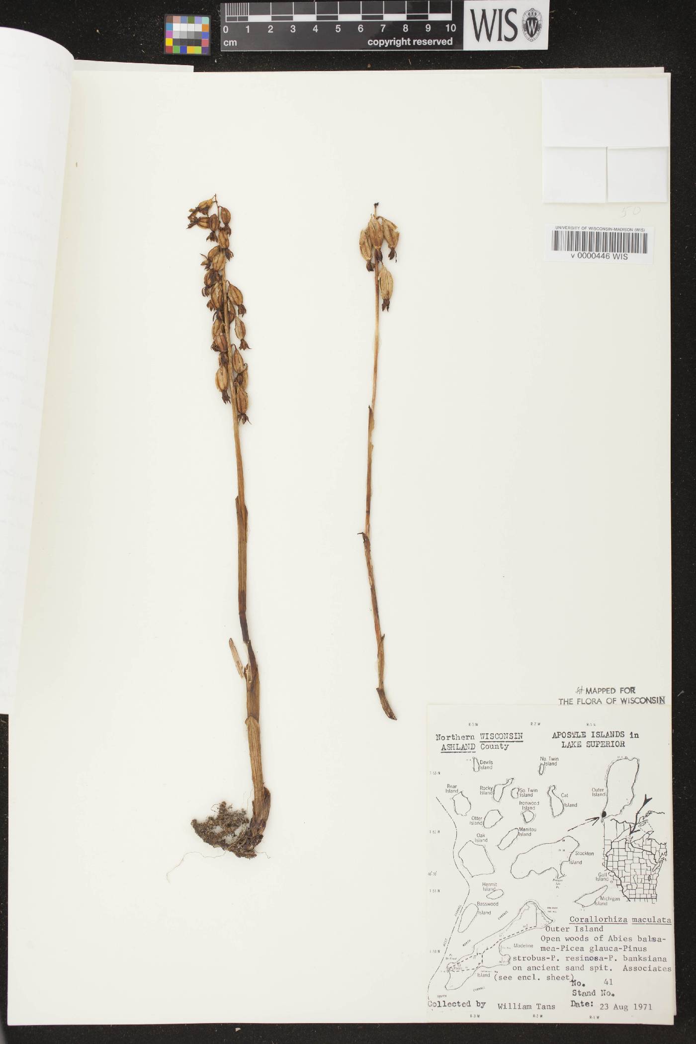 Corallorhiza maculata image