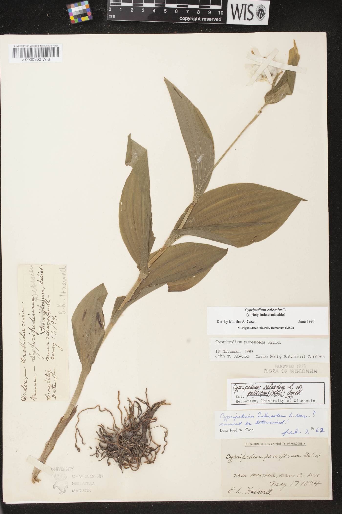 Cypripedium parviflorum image