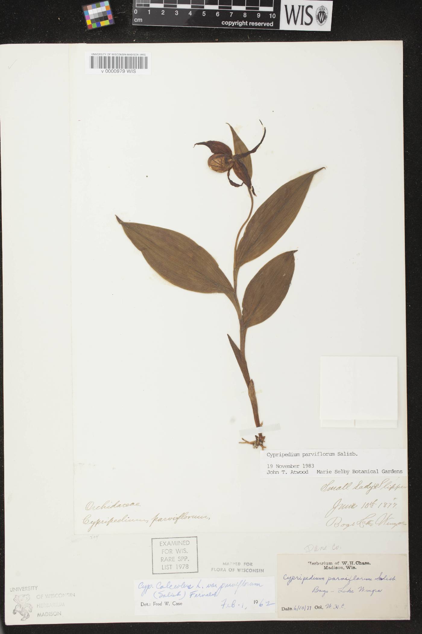 Cypripedium parviflorum image