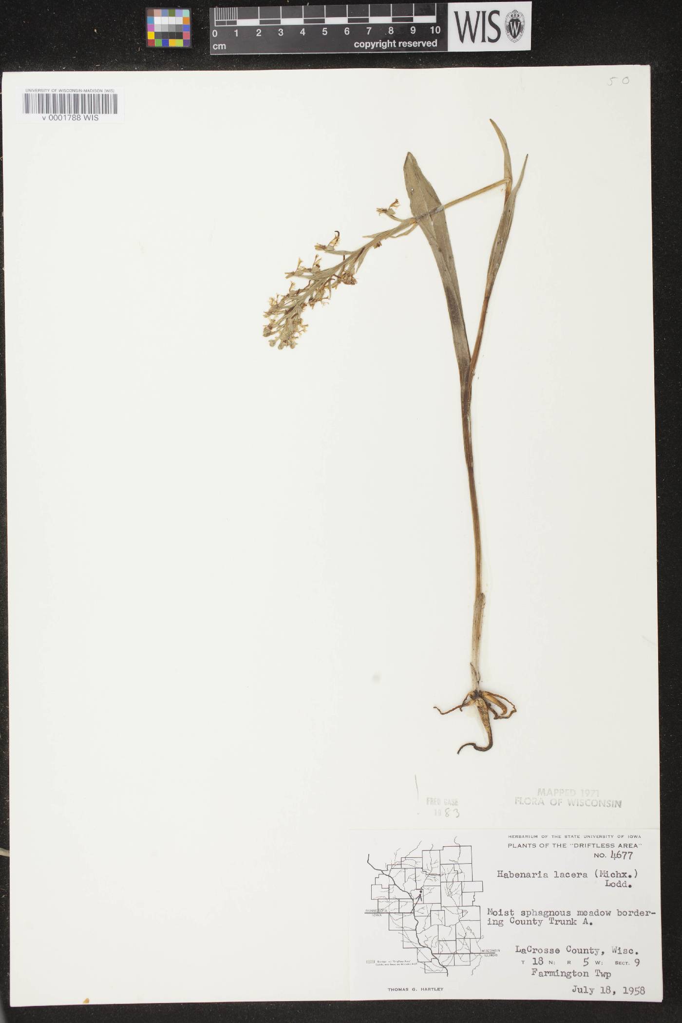Platanthera lacera image