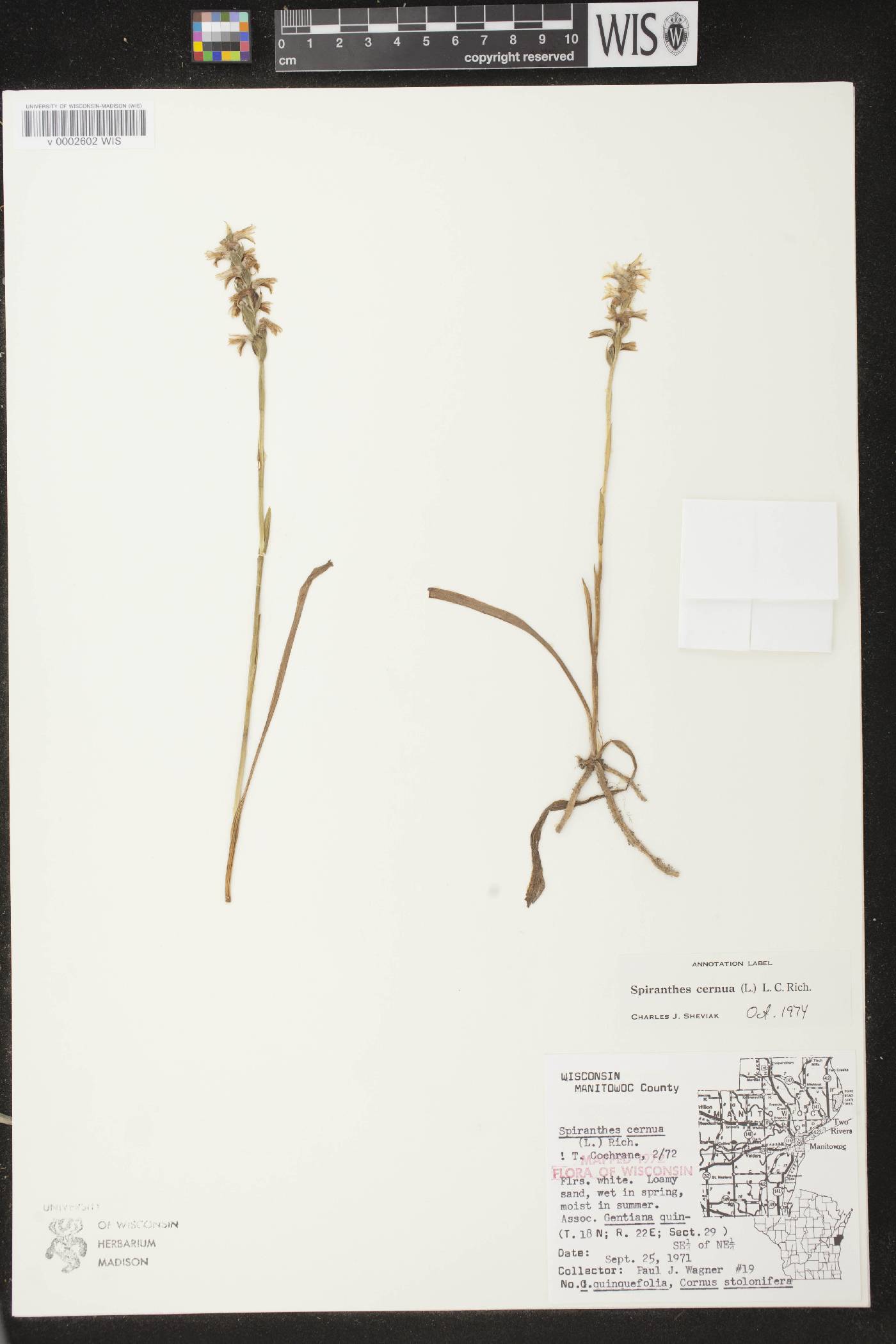 Spiranthes cernua image