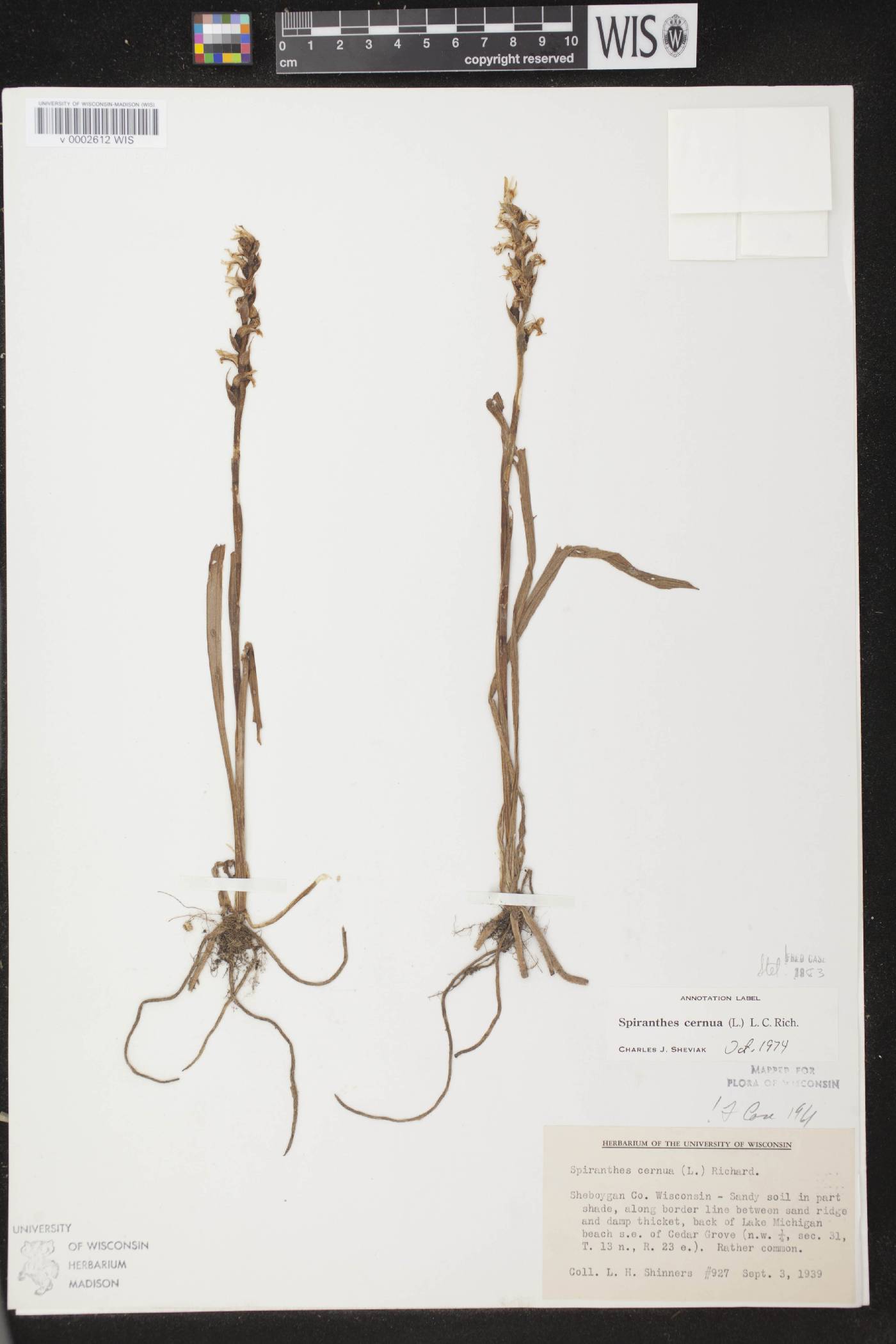 Spiranthes cernua image