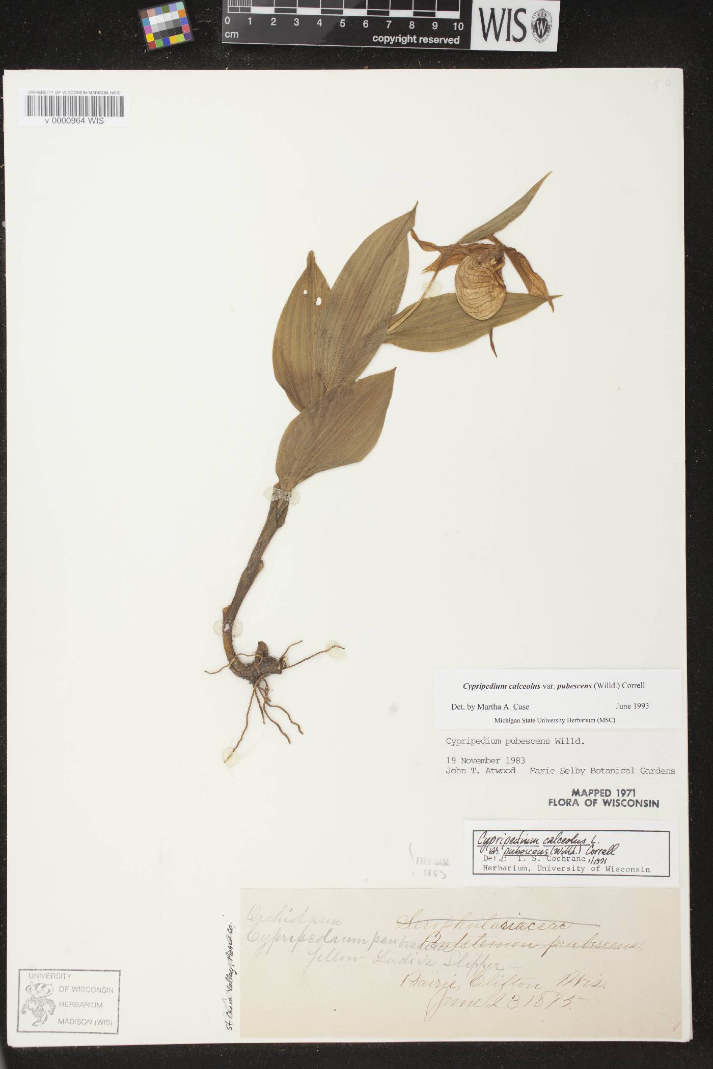 Cypripedium parviflorum var. pubescens image