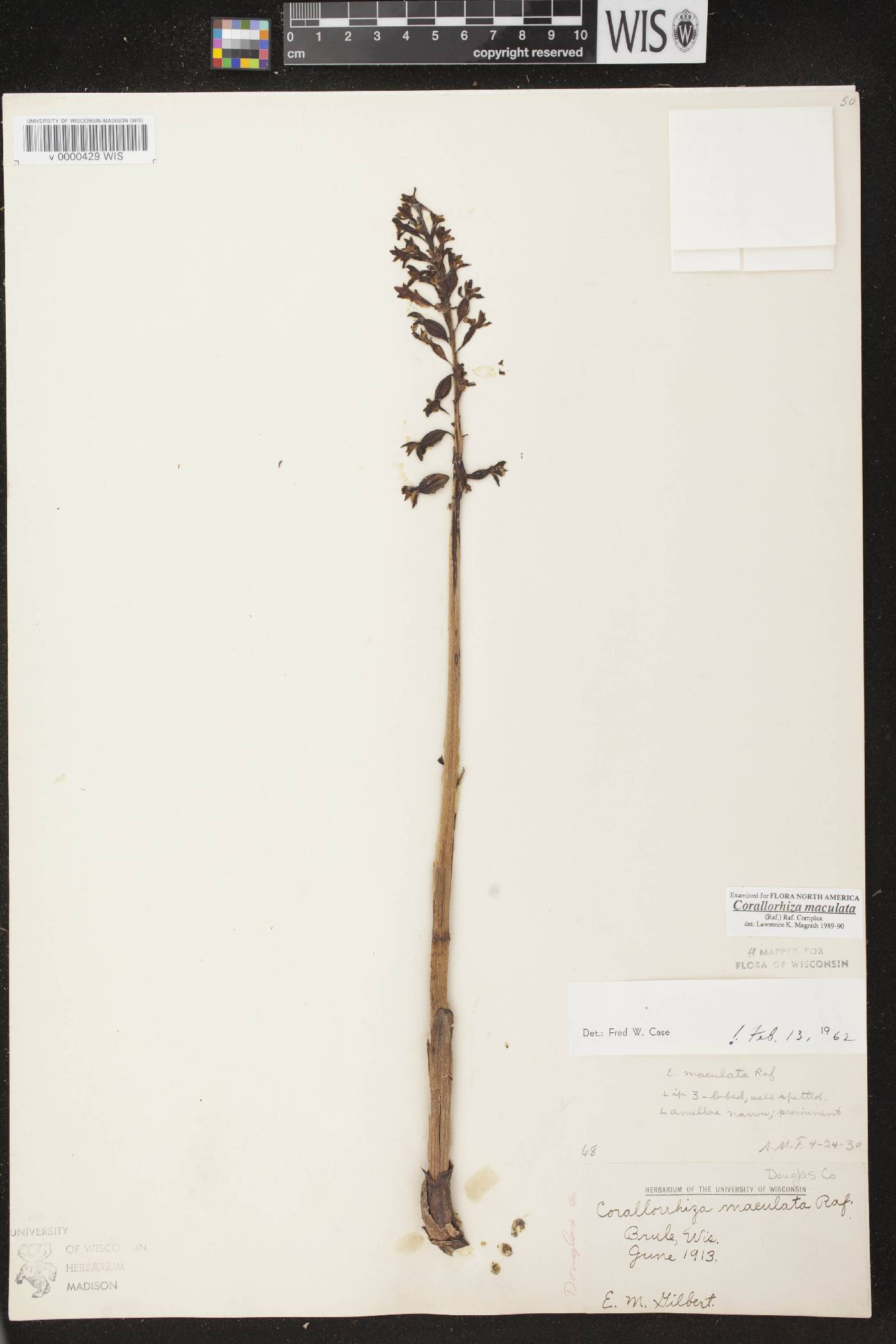 Corallorhiza maculata image