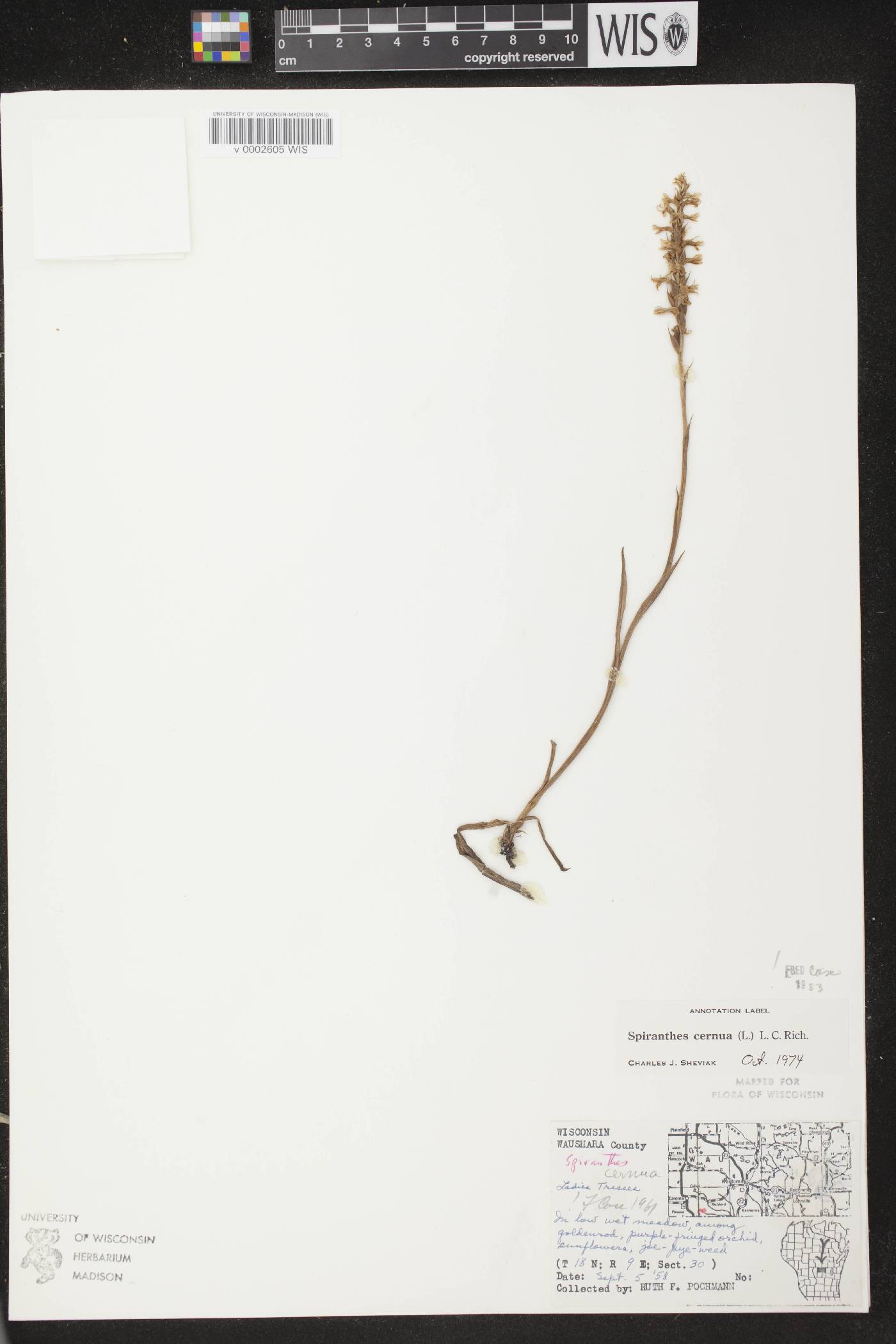 Spiranthes cernua image