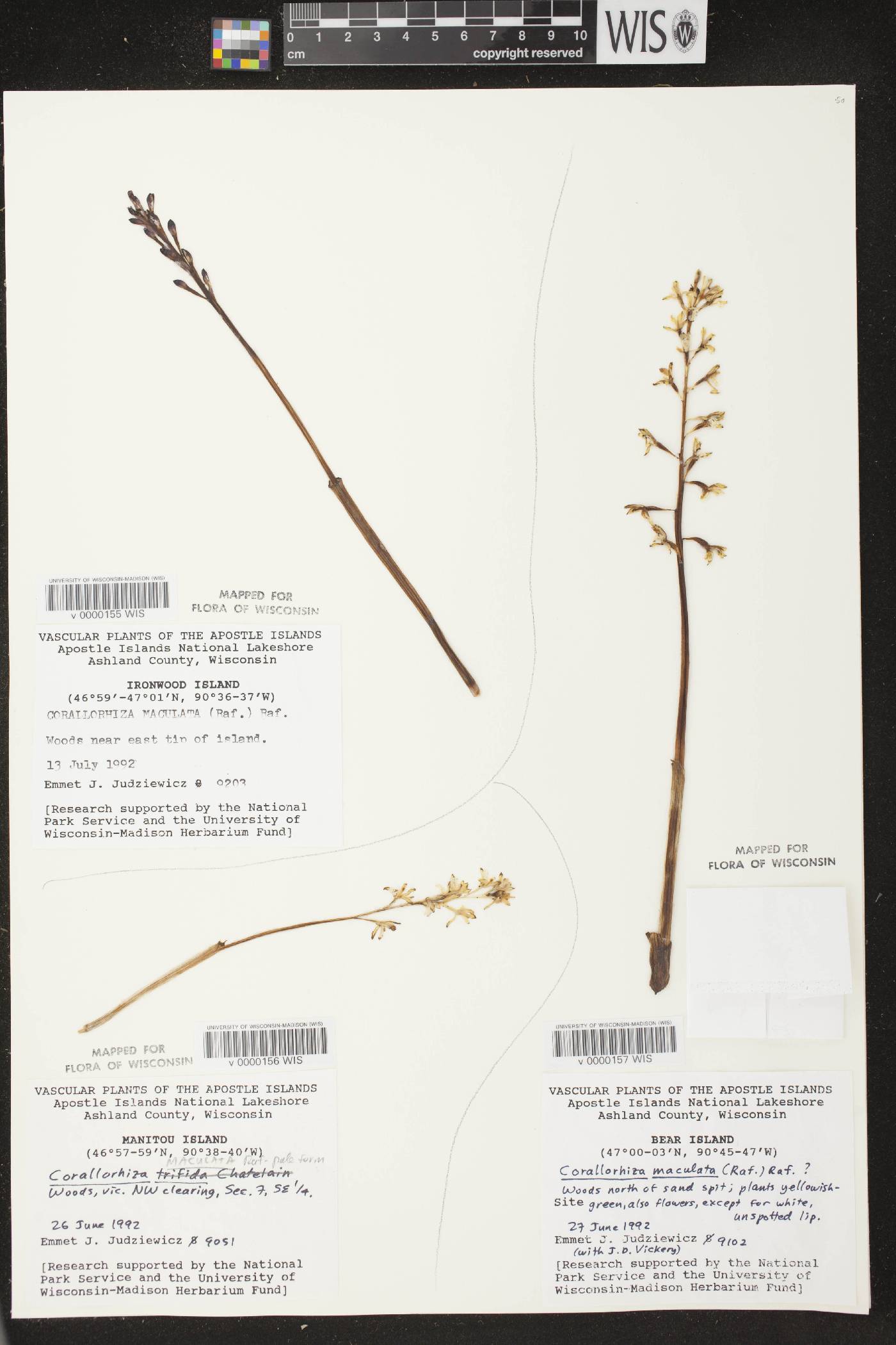Corallorhiza maculata image