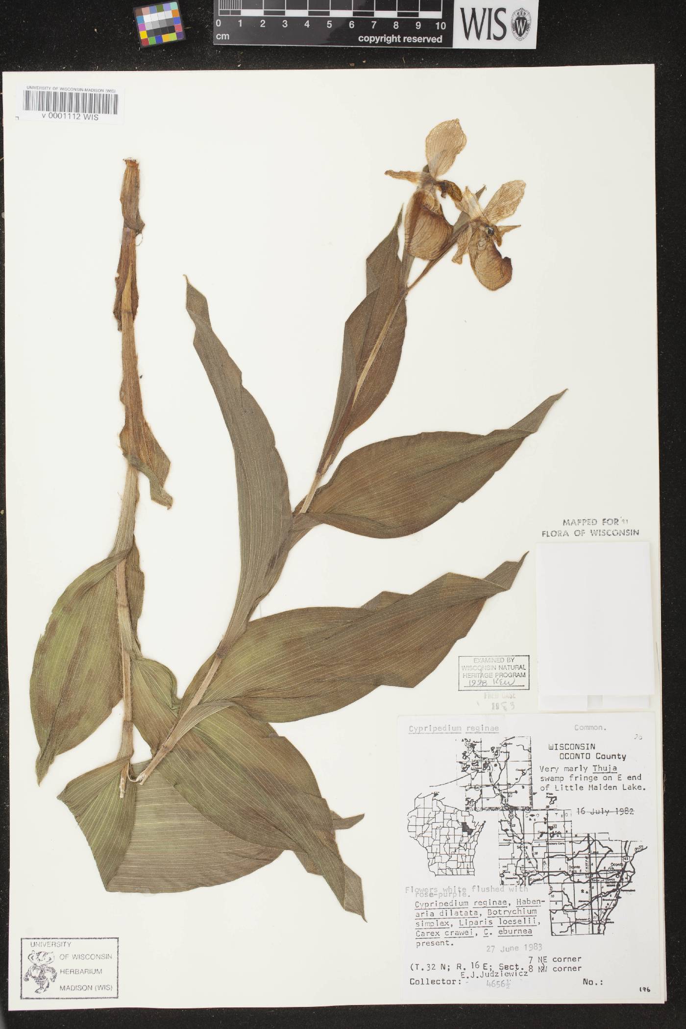 Cypripedium reginae image