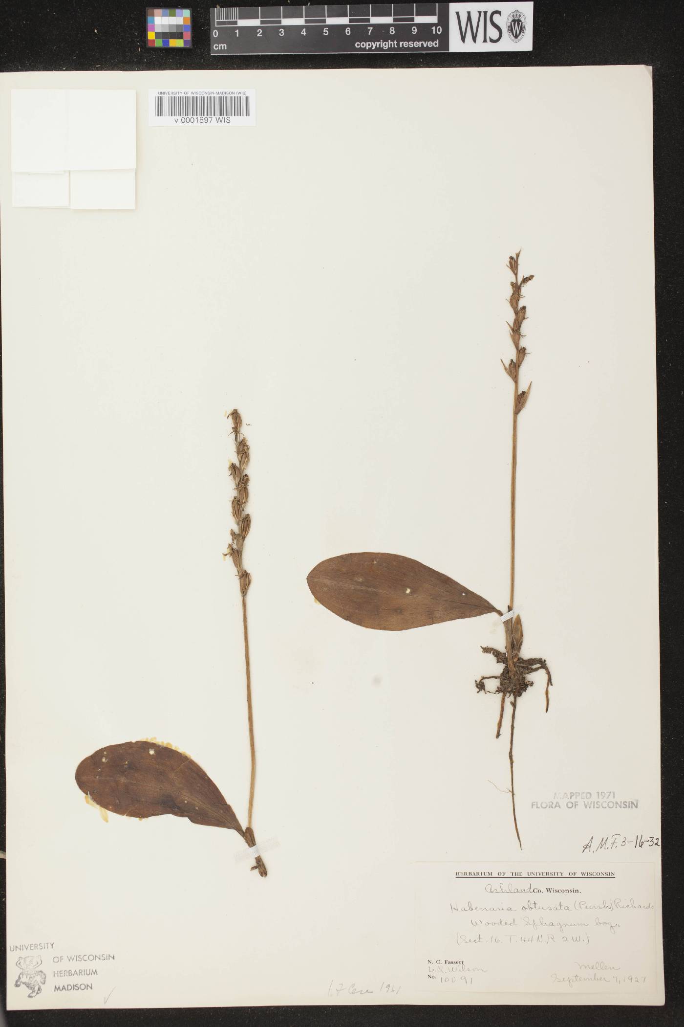 Platanthera obtusata image