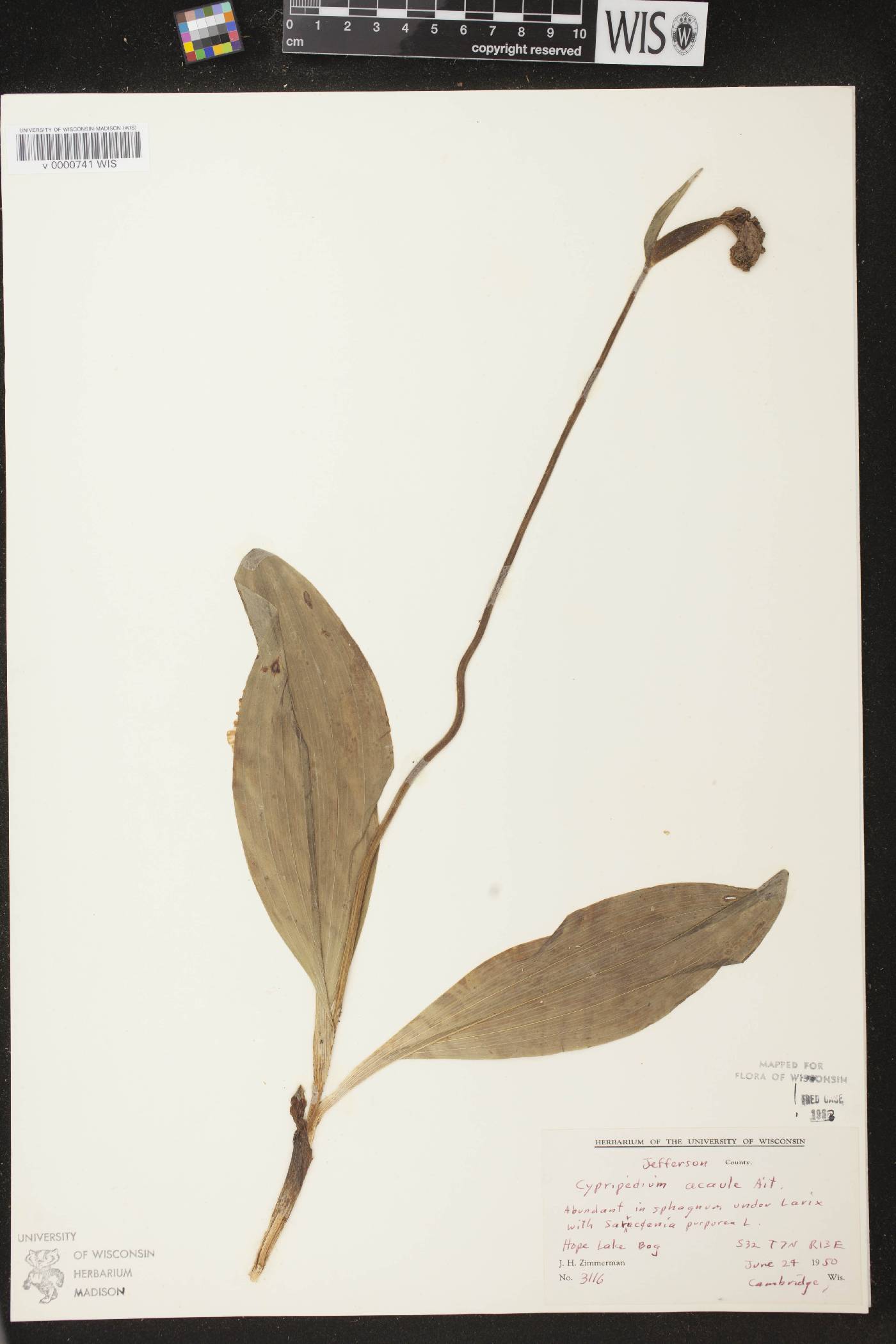 Cypripedium acaule image