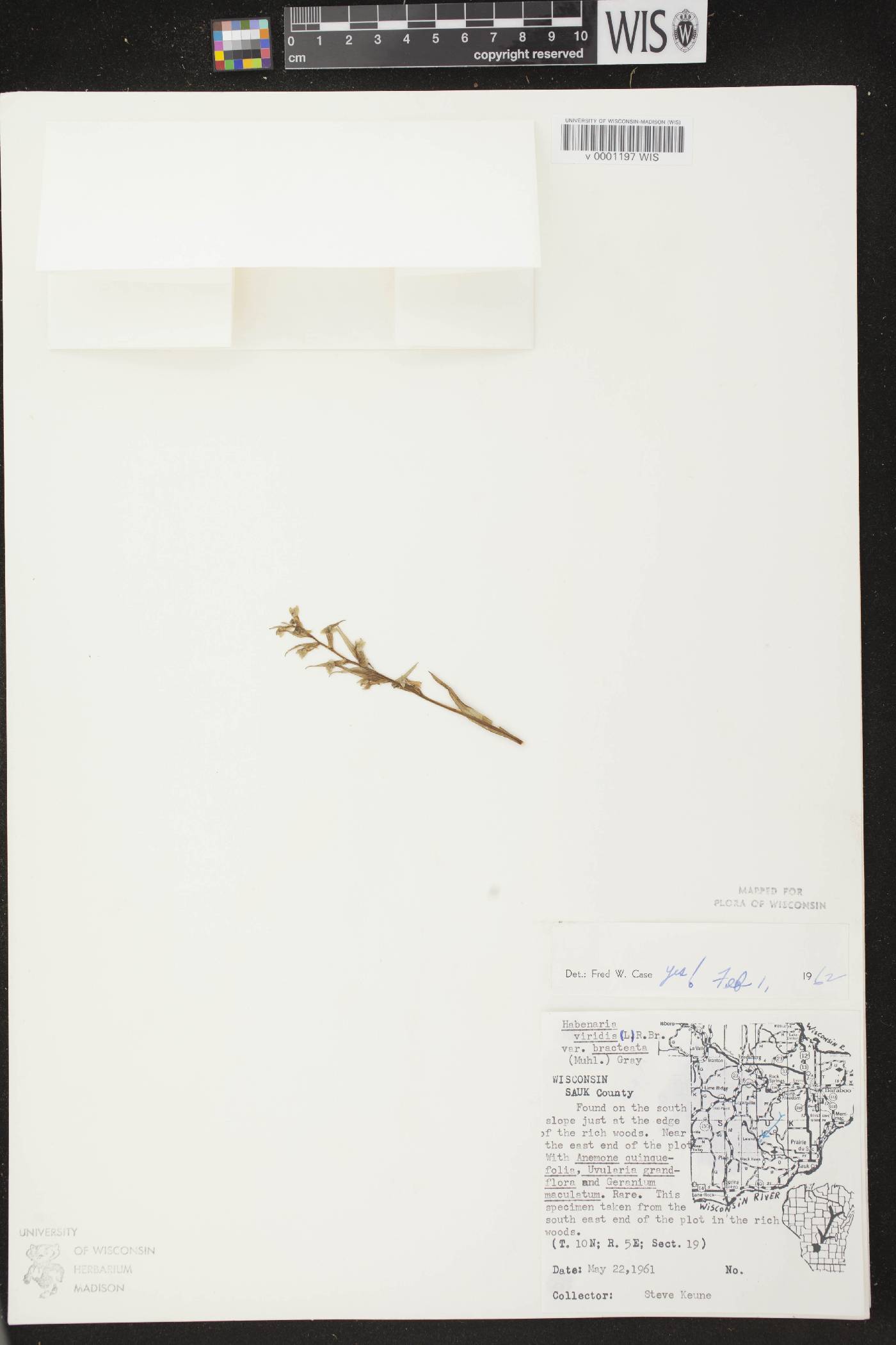 Coeloglossum viride var. virescens image
