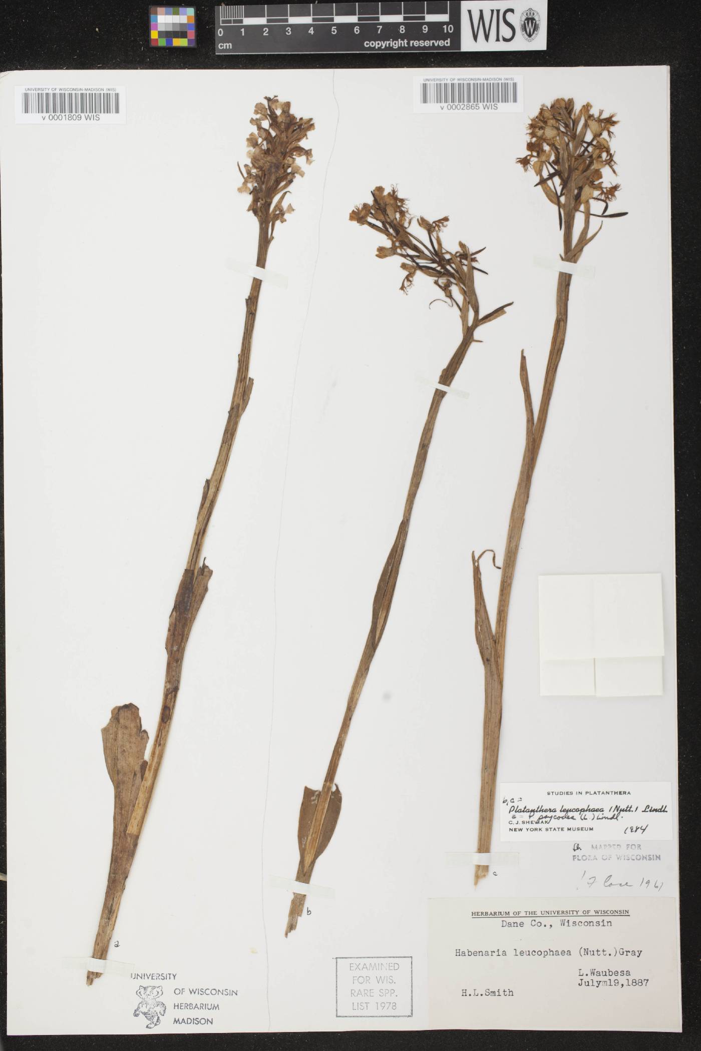 Platanthera psycodes image