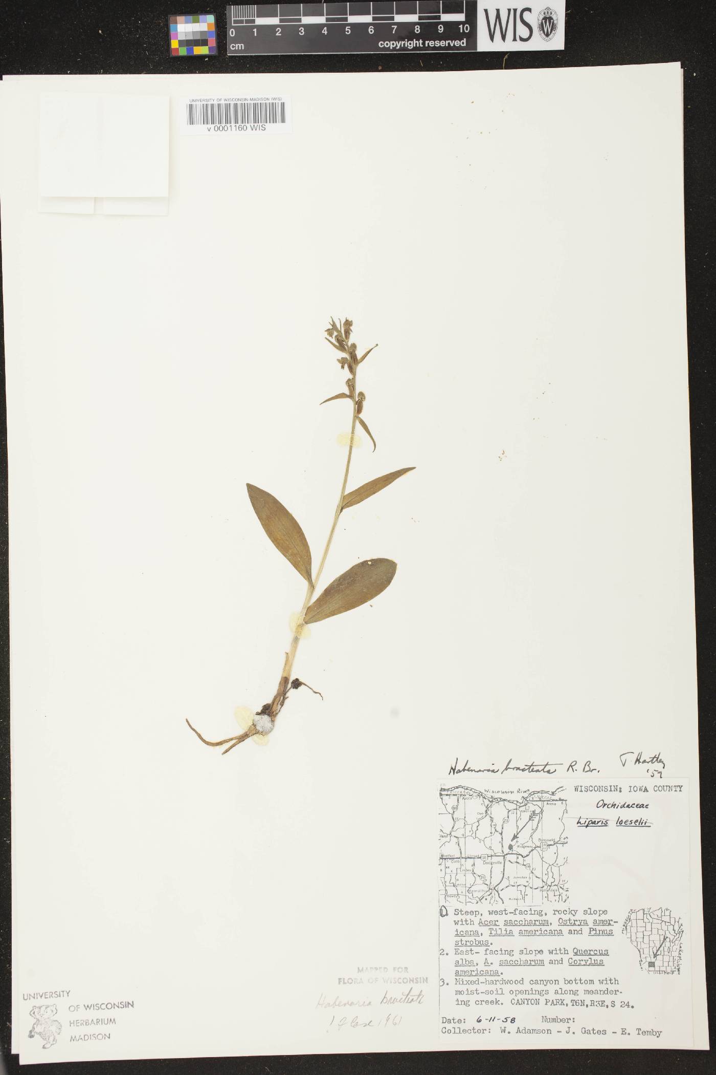 Coeloglossum viride var. virescens image