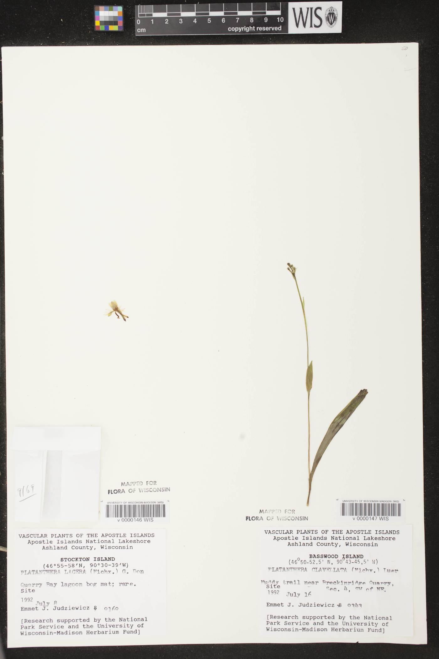 Platanthera lacera image