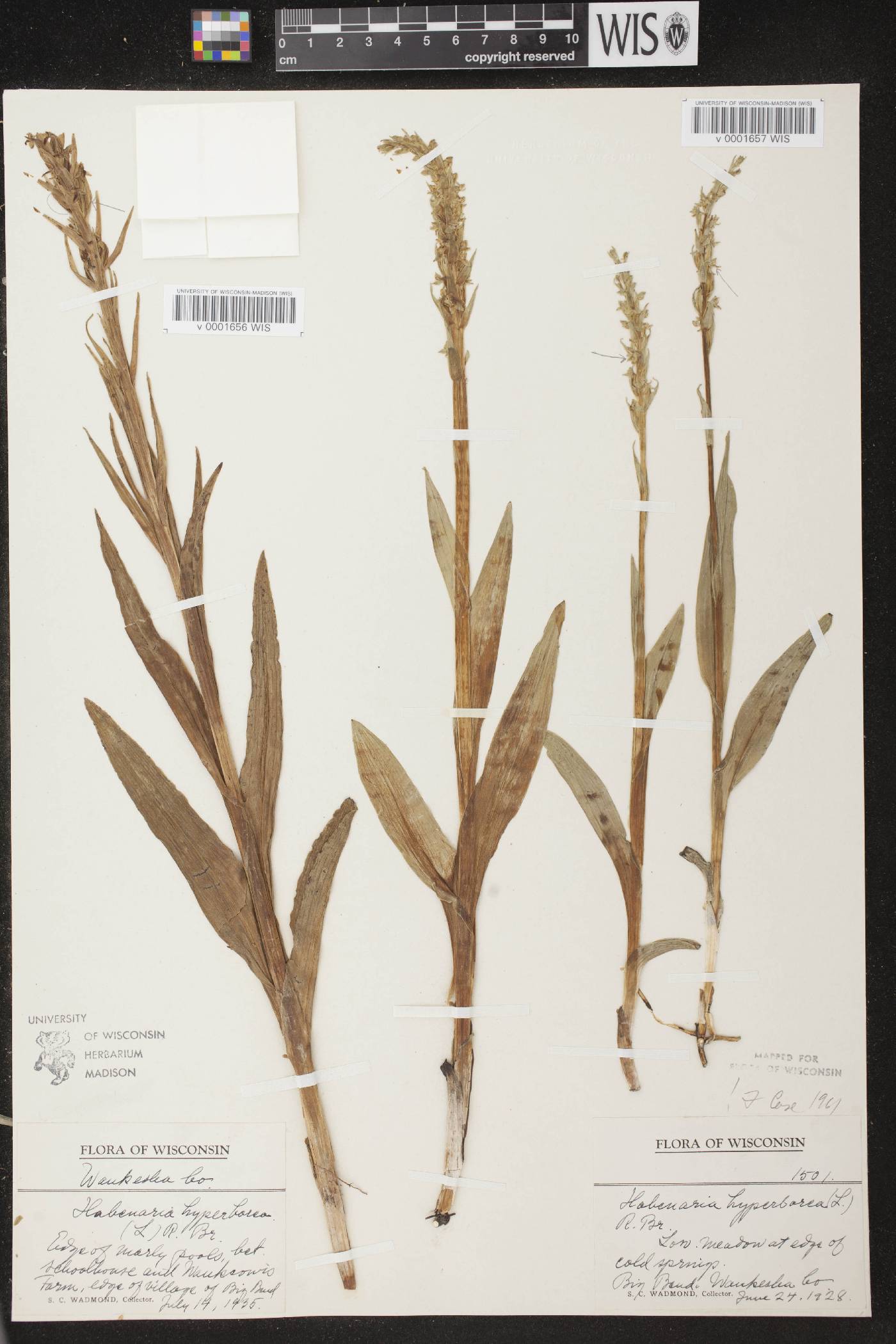 Platanthera huronensis image