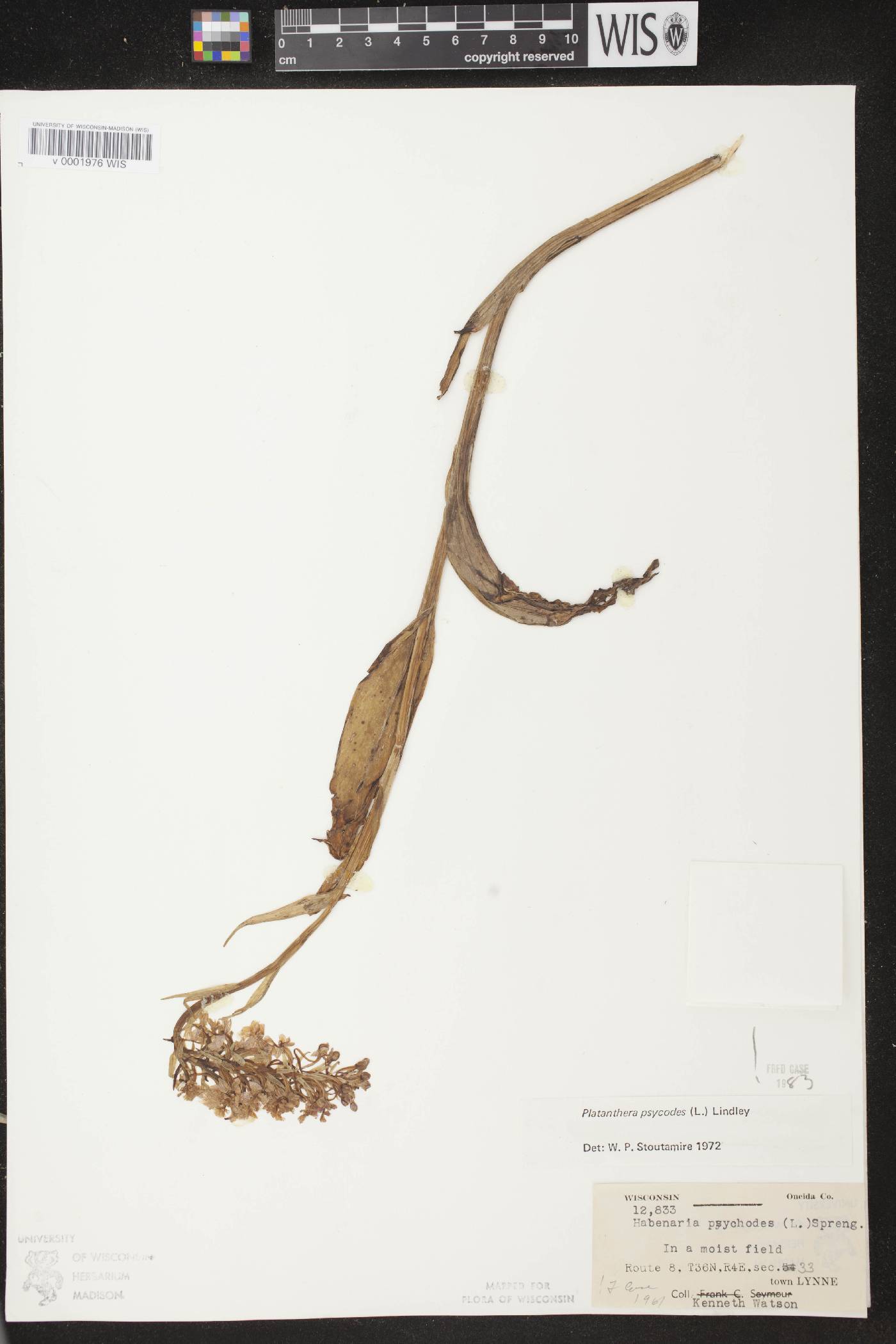 Platanthera psycodes image