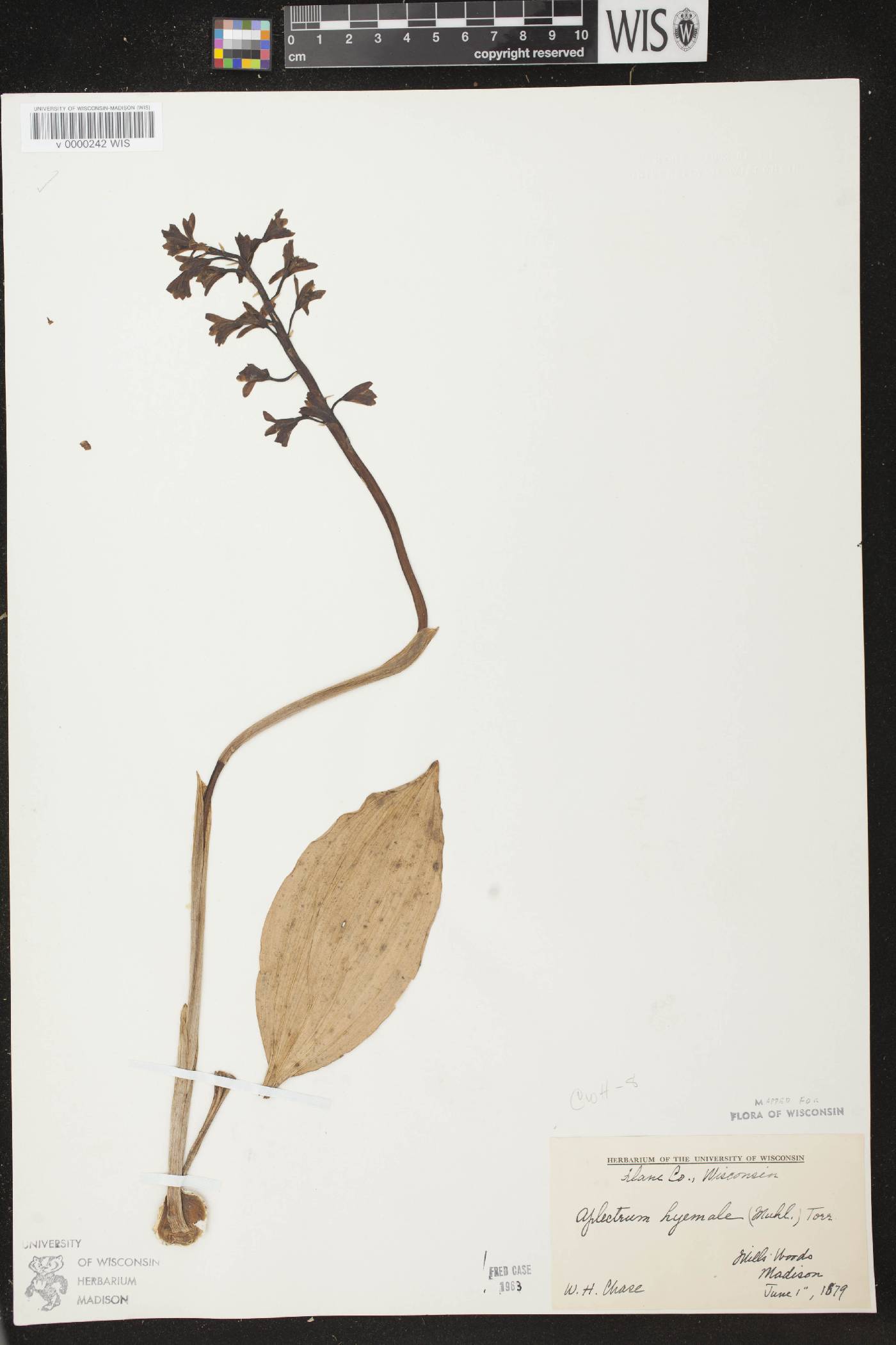 Aplectrum hyemale image