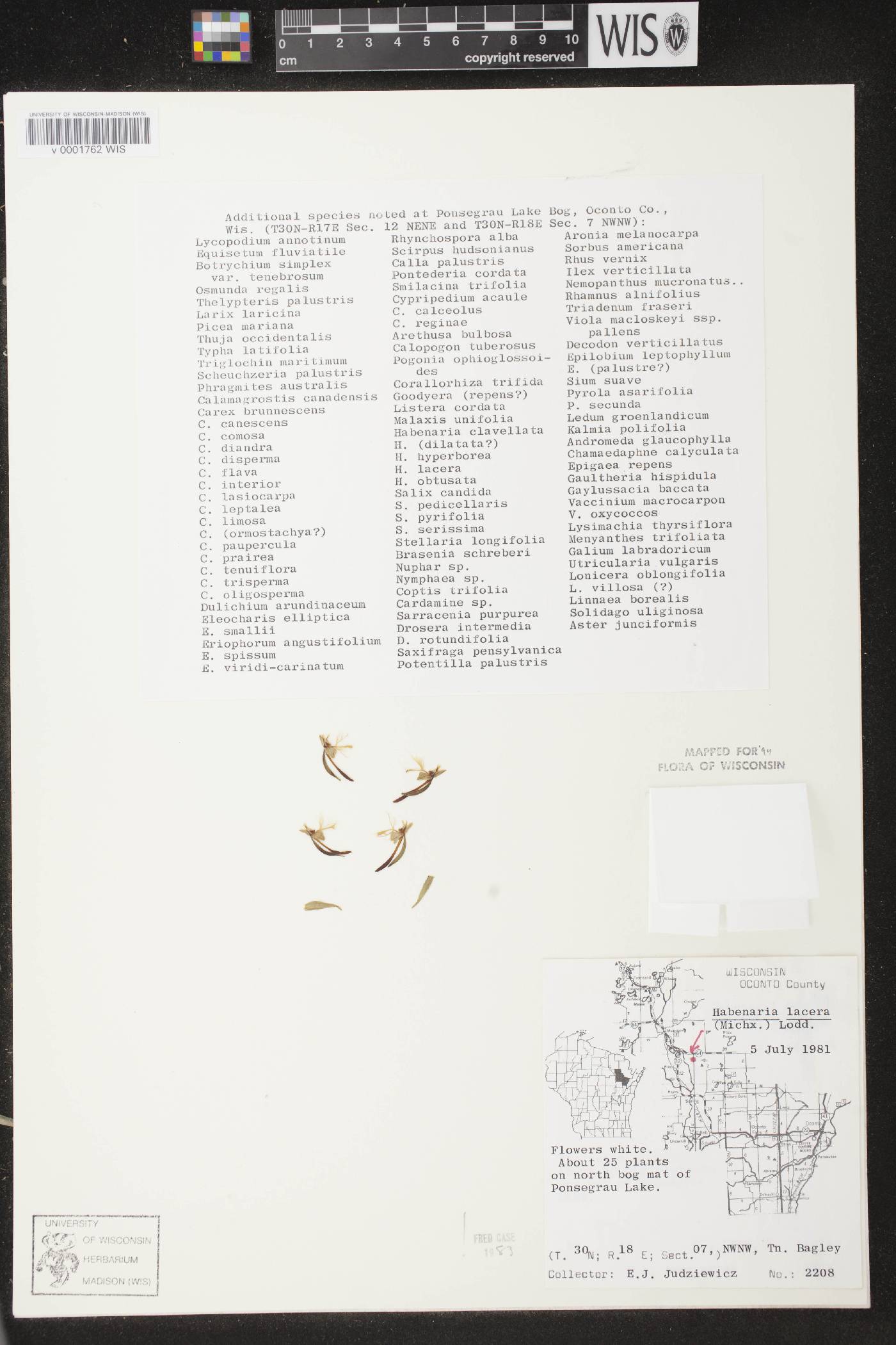Platanthera lacera image