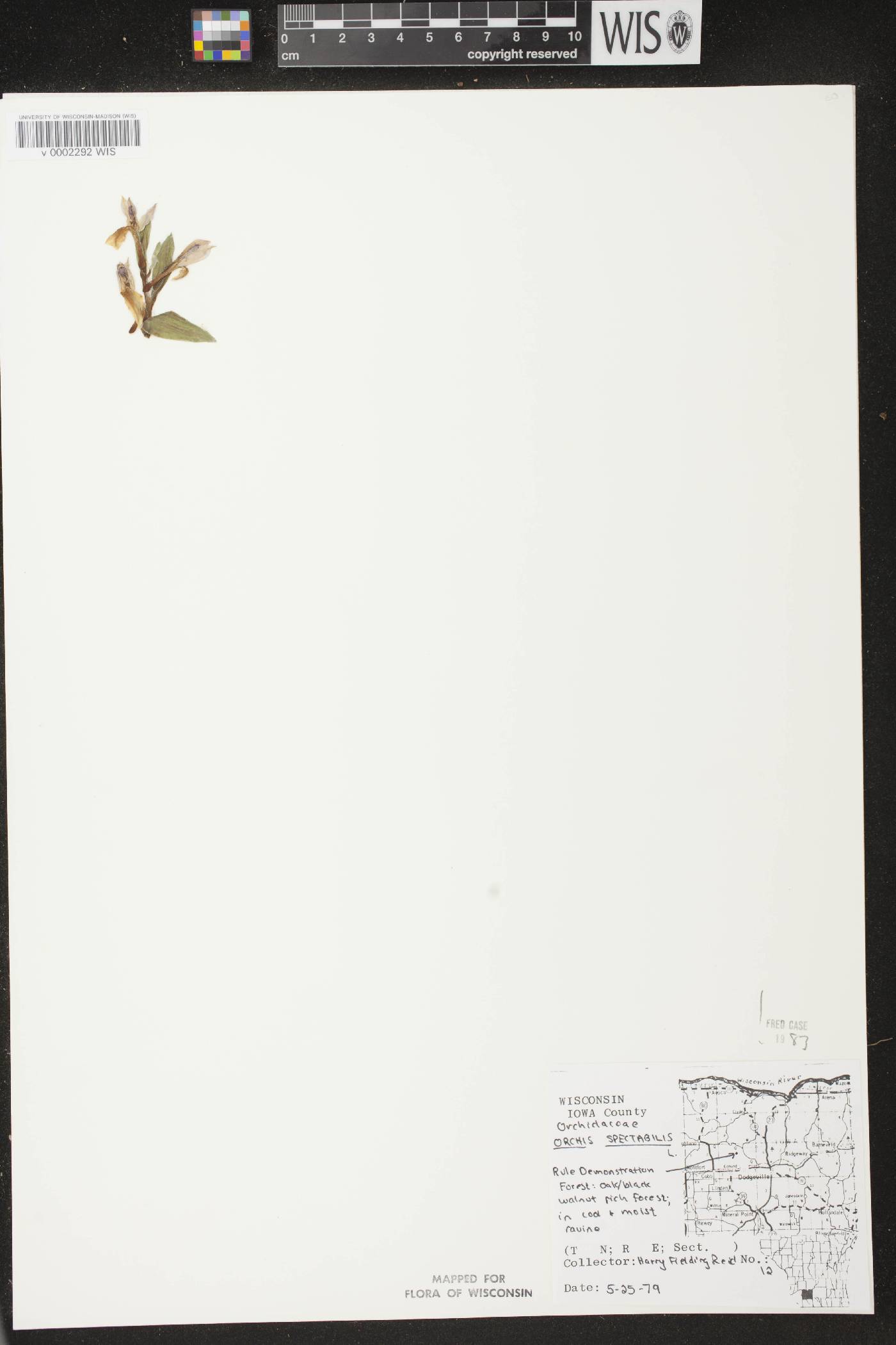 Galearis spectabilis image