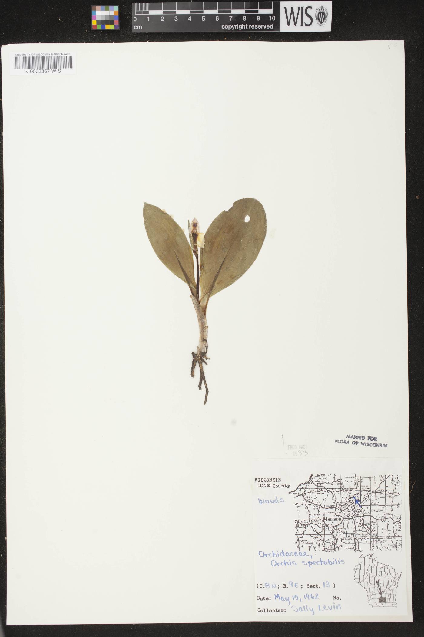 Galearis spectabilis image
