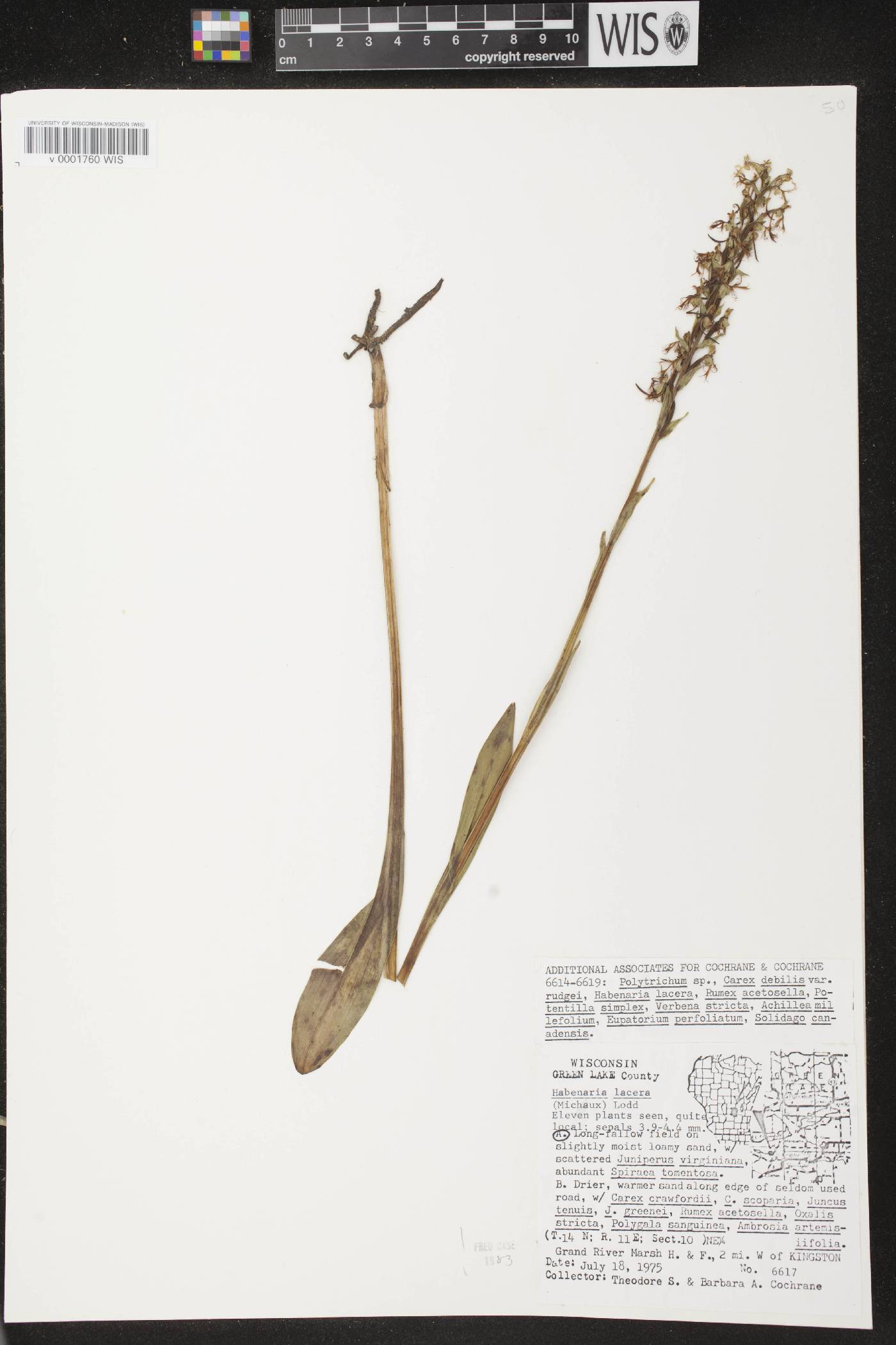 Platanthera lacera image