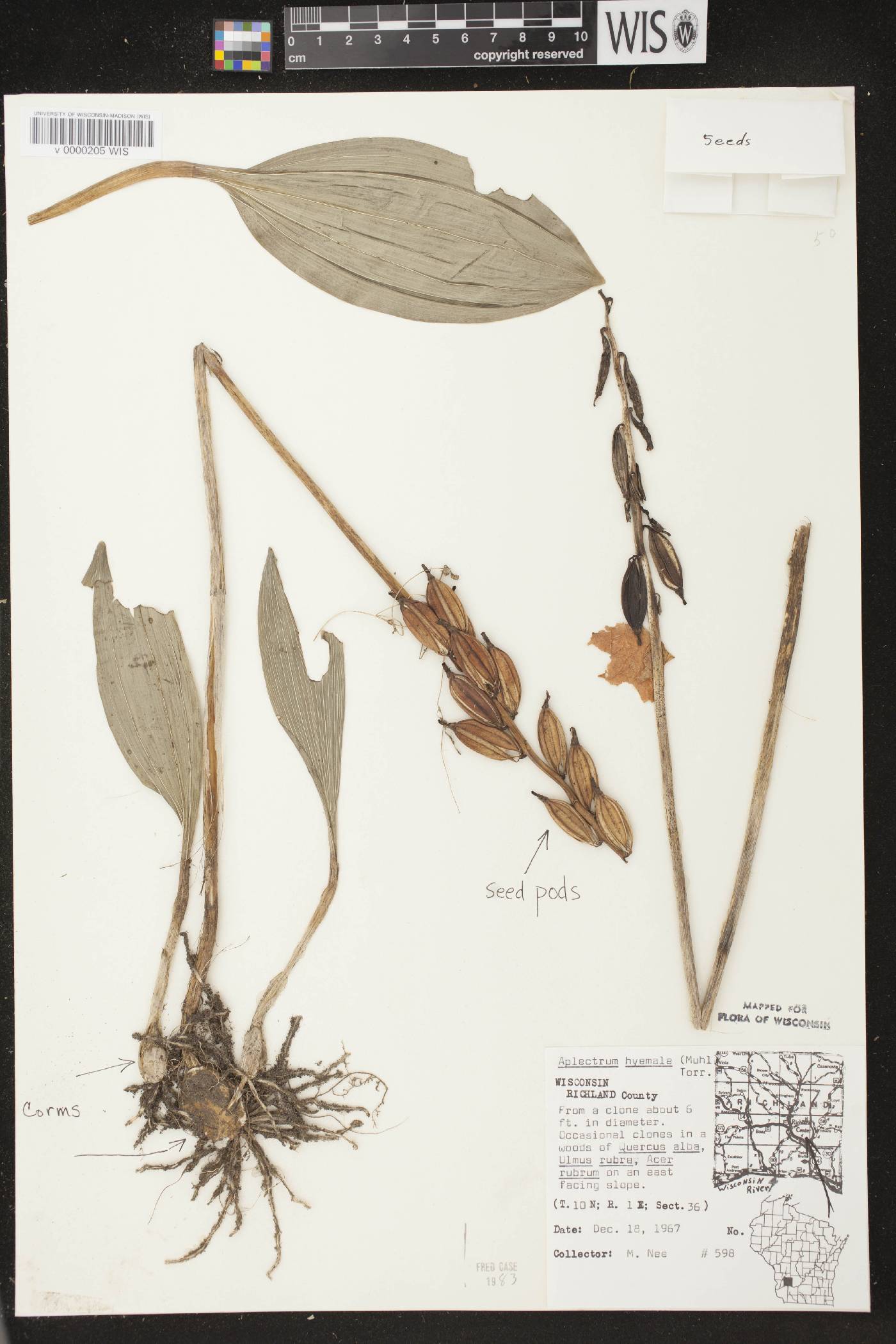 Aplectrum hyemale image
