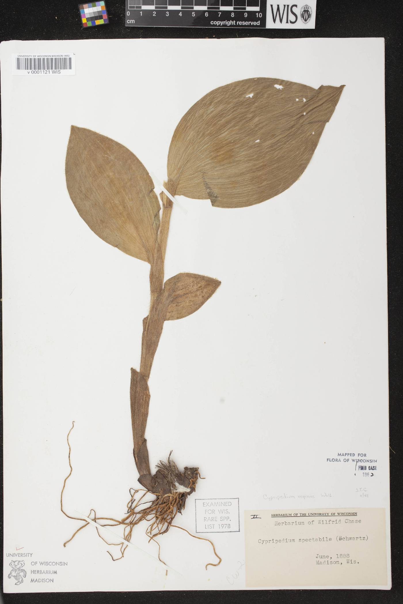 Cypripedium reginae image