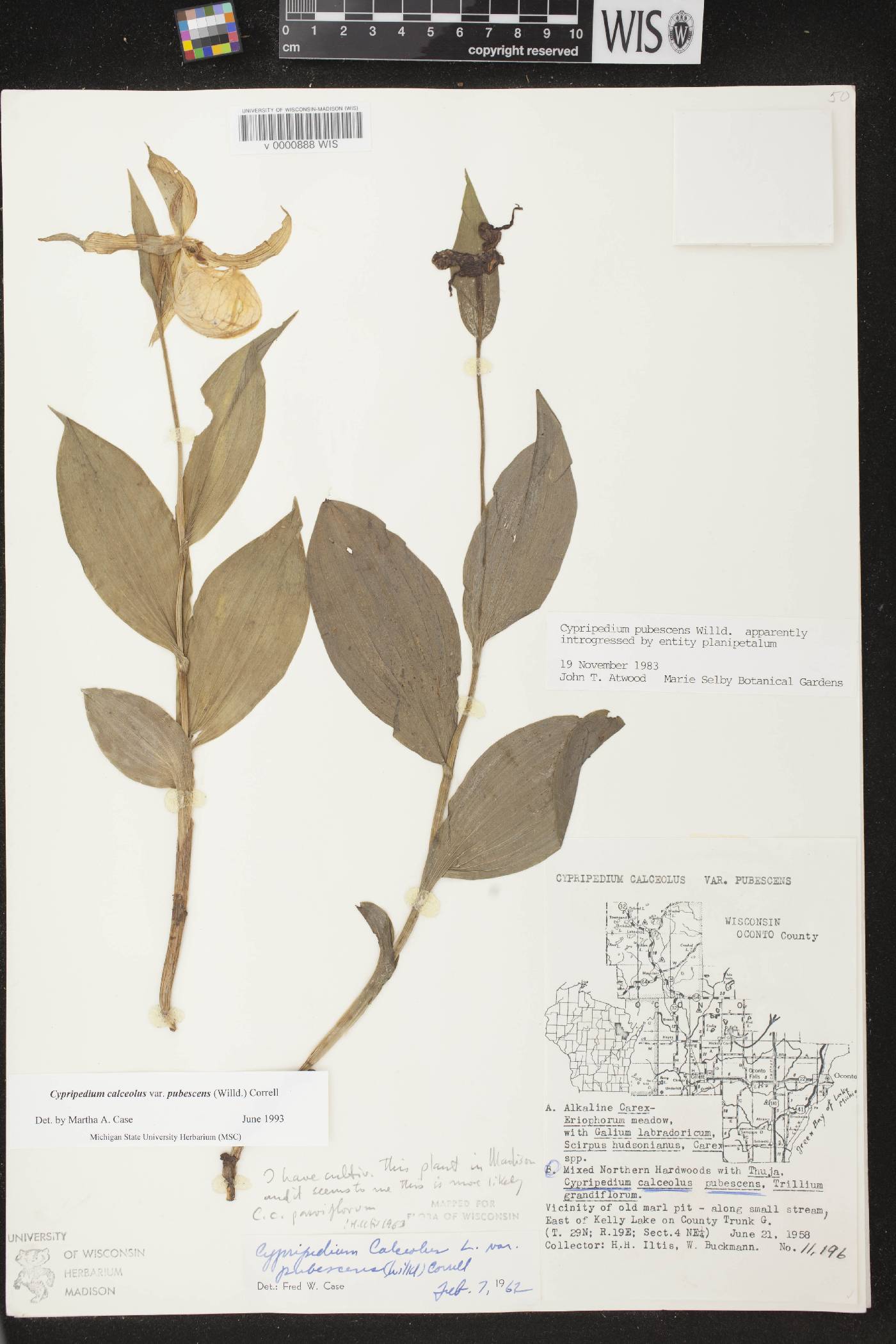 Cypripedium parviflorum image