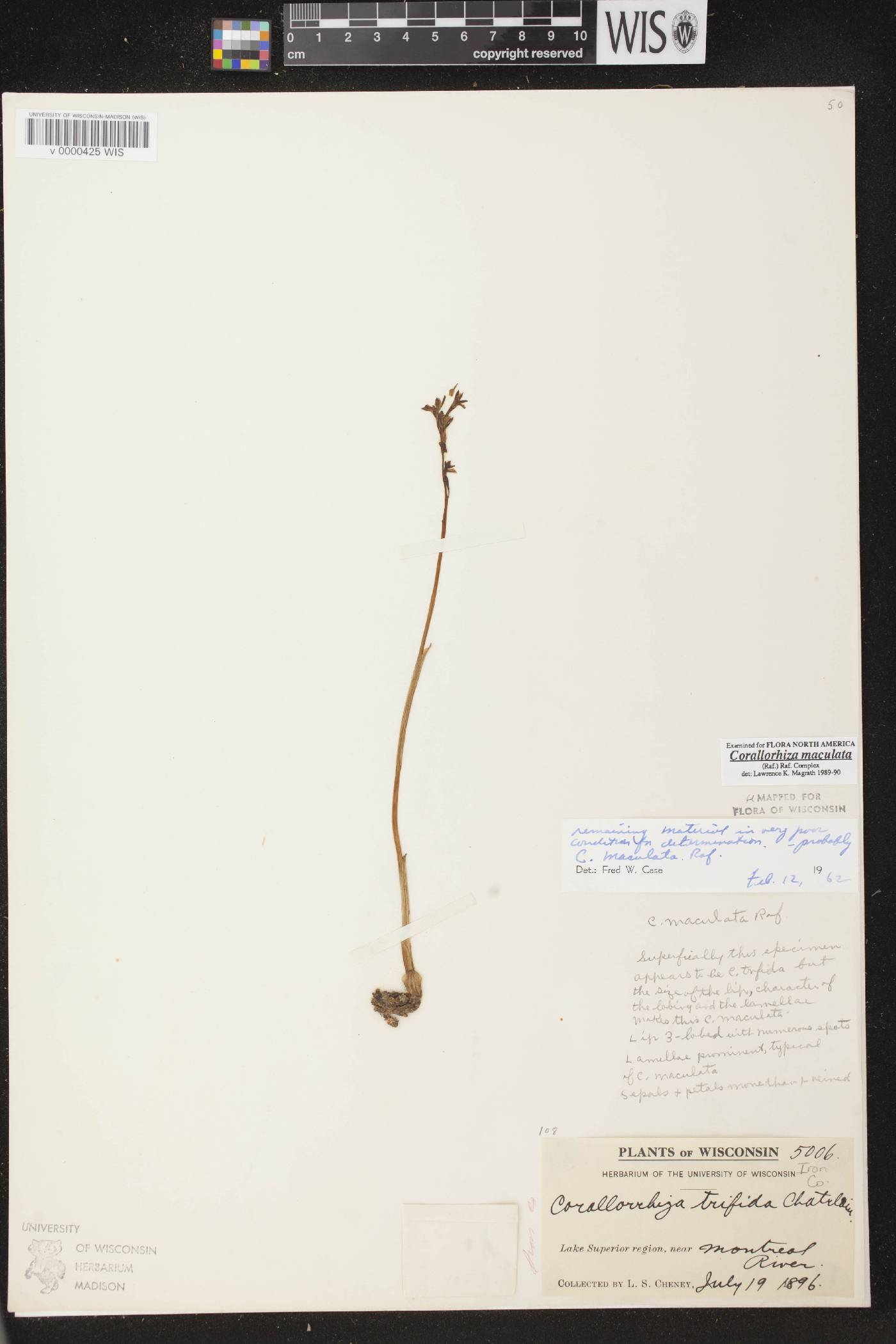 Corallorhiza maculata image