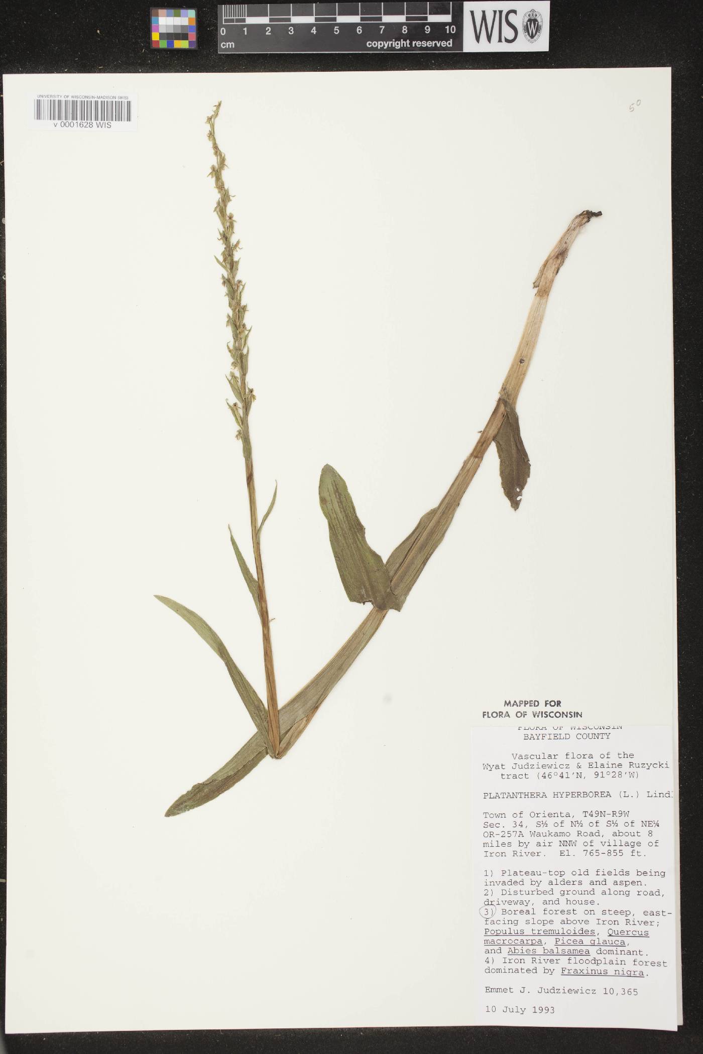 Platanthera huronensis image