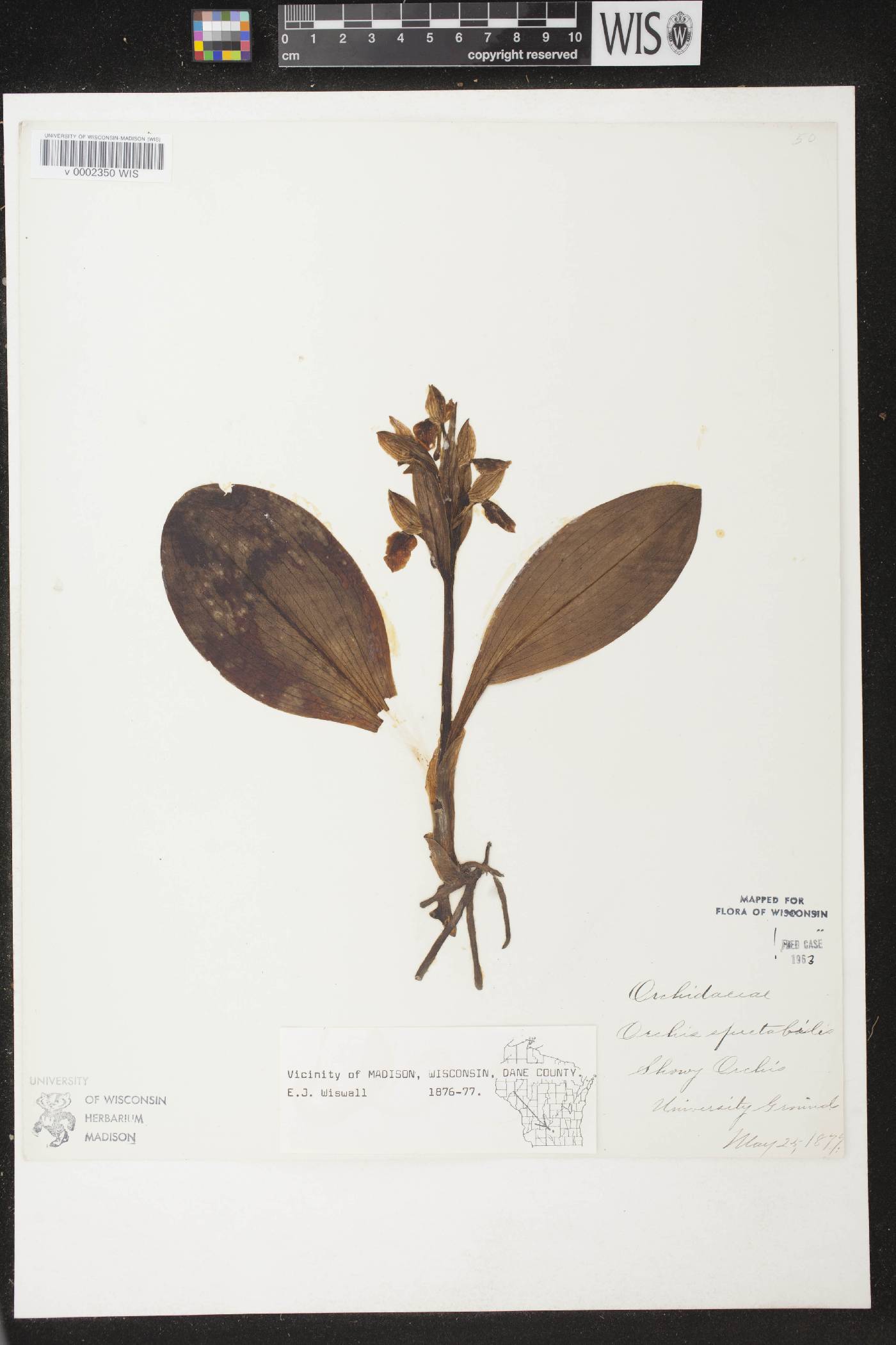 Galearis spectabilis image