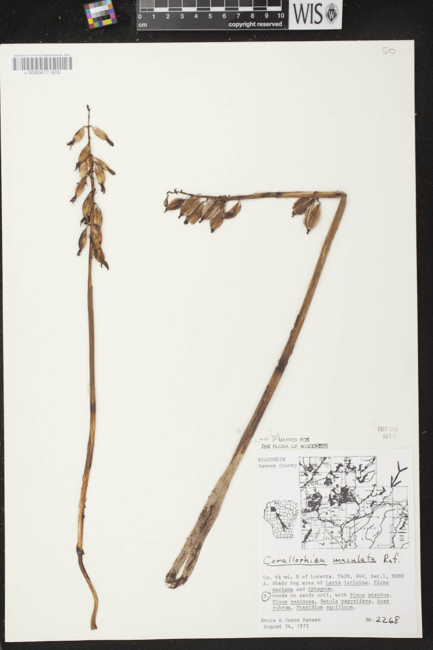 Corallorhiza maculata image