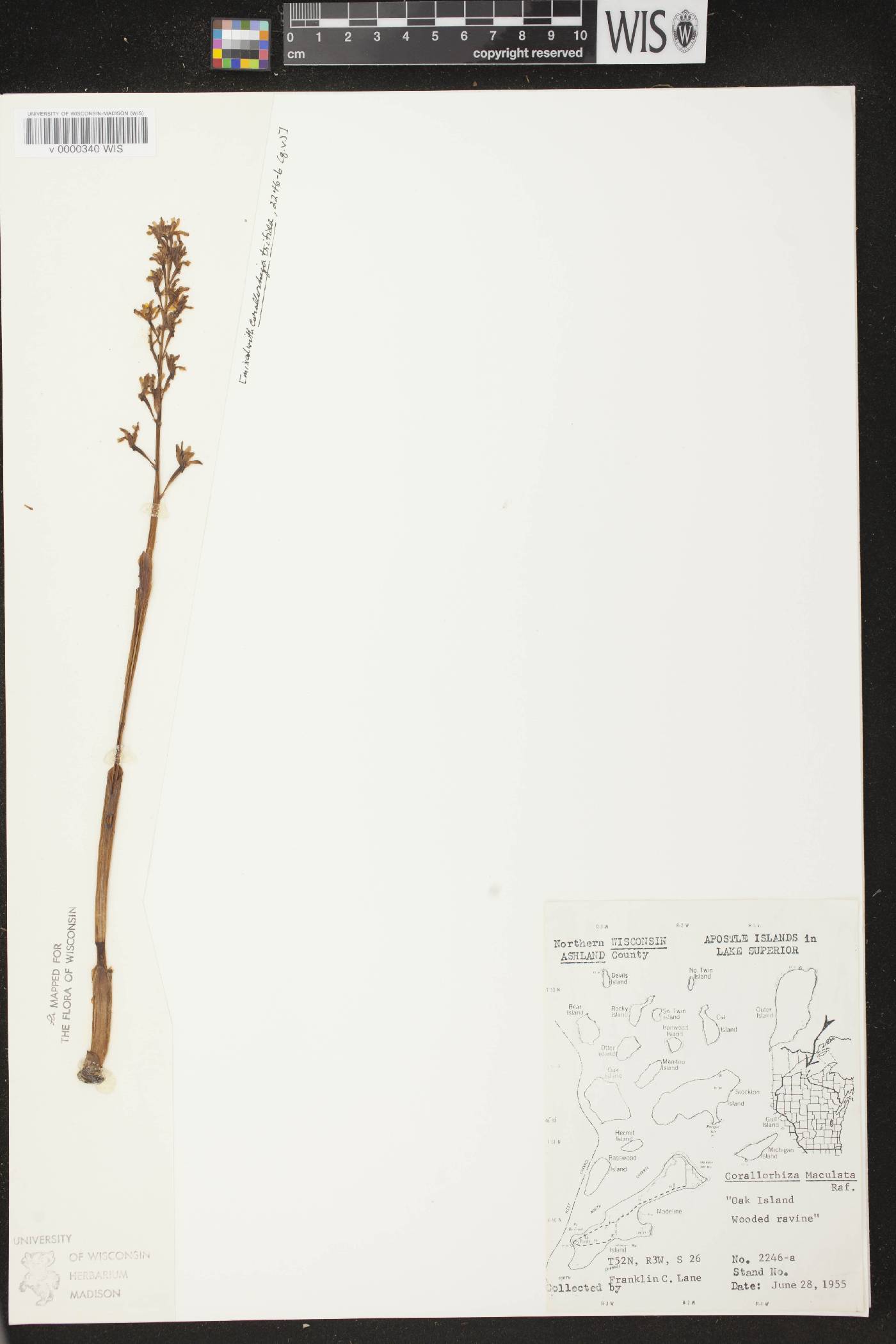 Corallorhiza maculata image