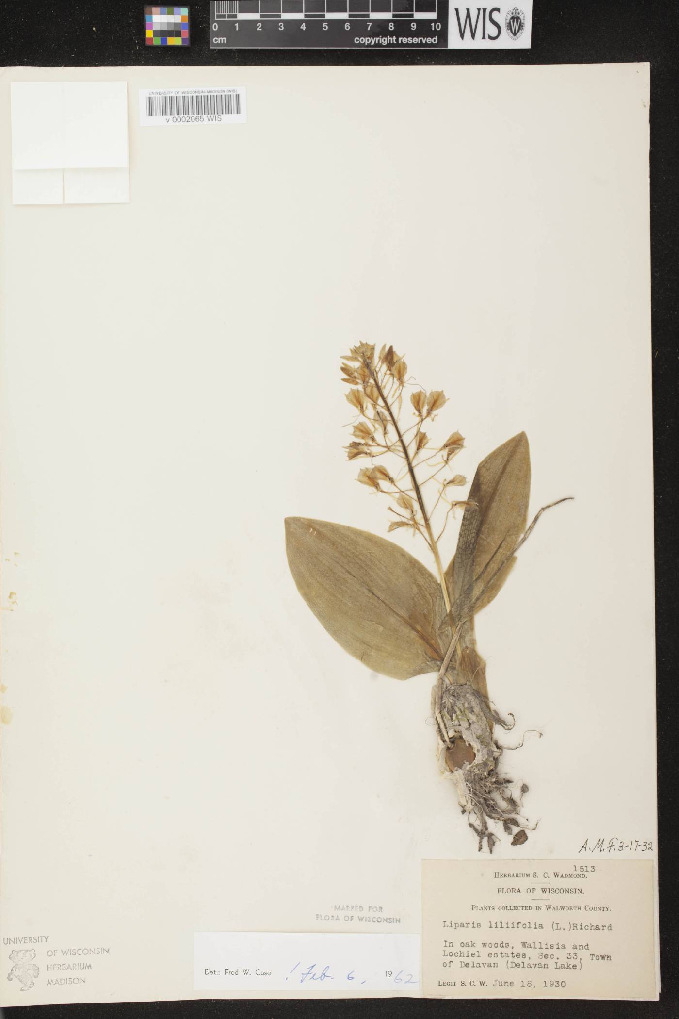 Liparis liliifolia image