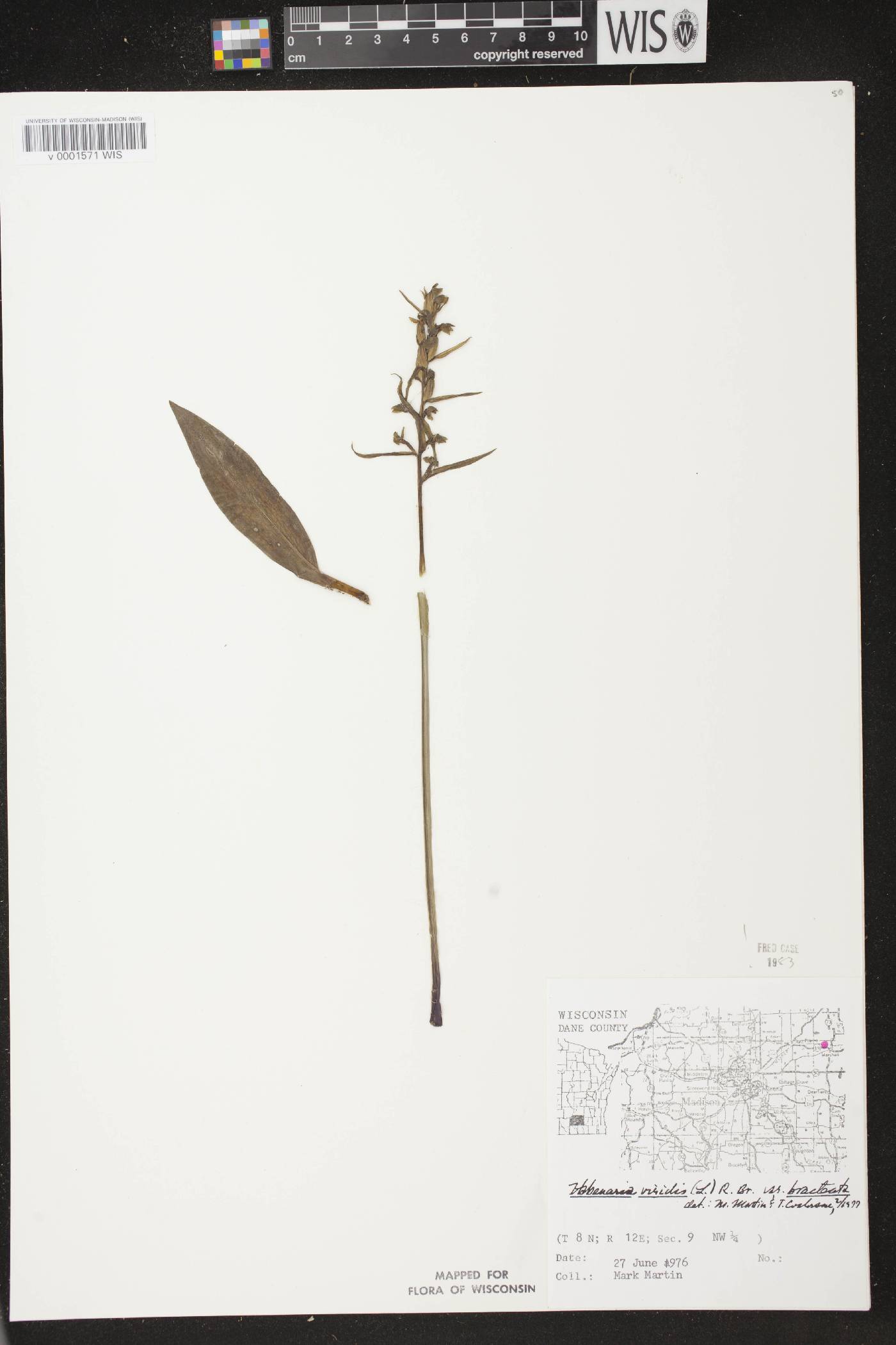 Coeloglossum viride var. virescens image