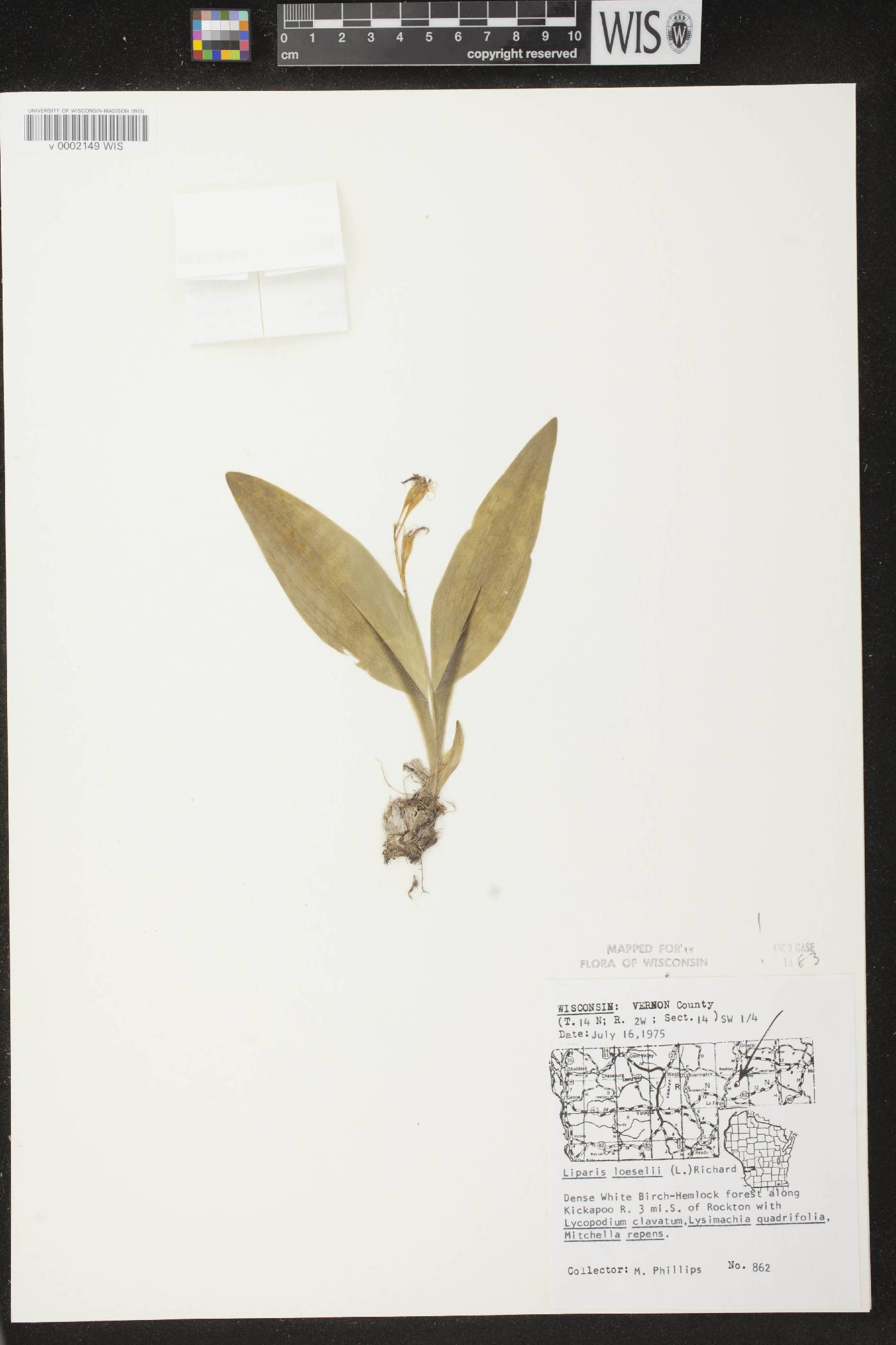 Liparis loeselii image