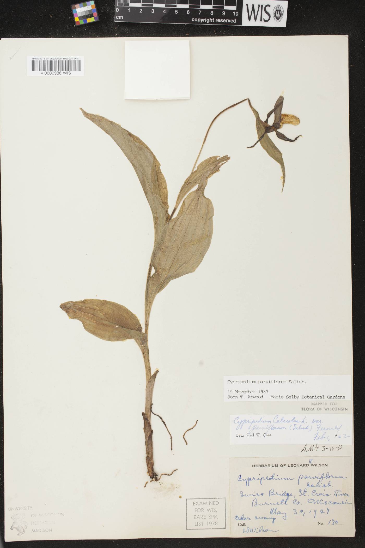 Cypripedium parviflorum var. makasin image