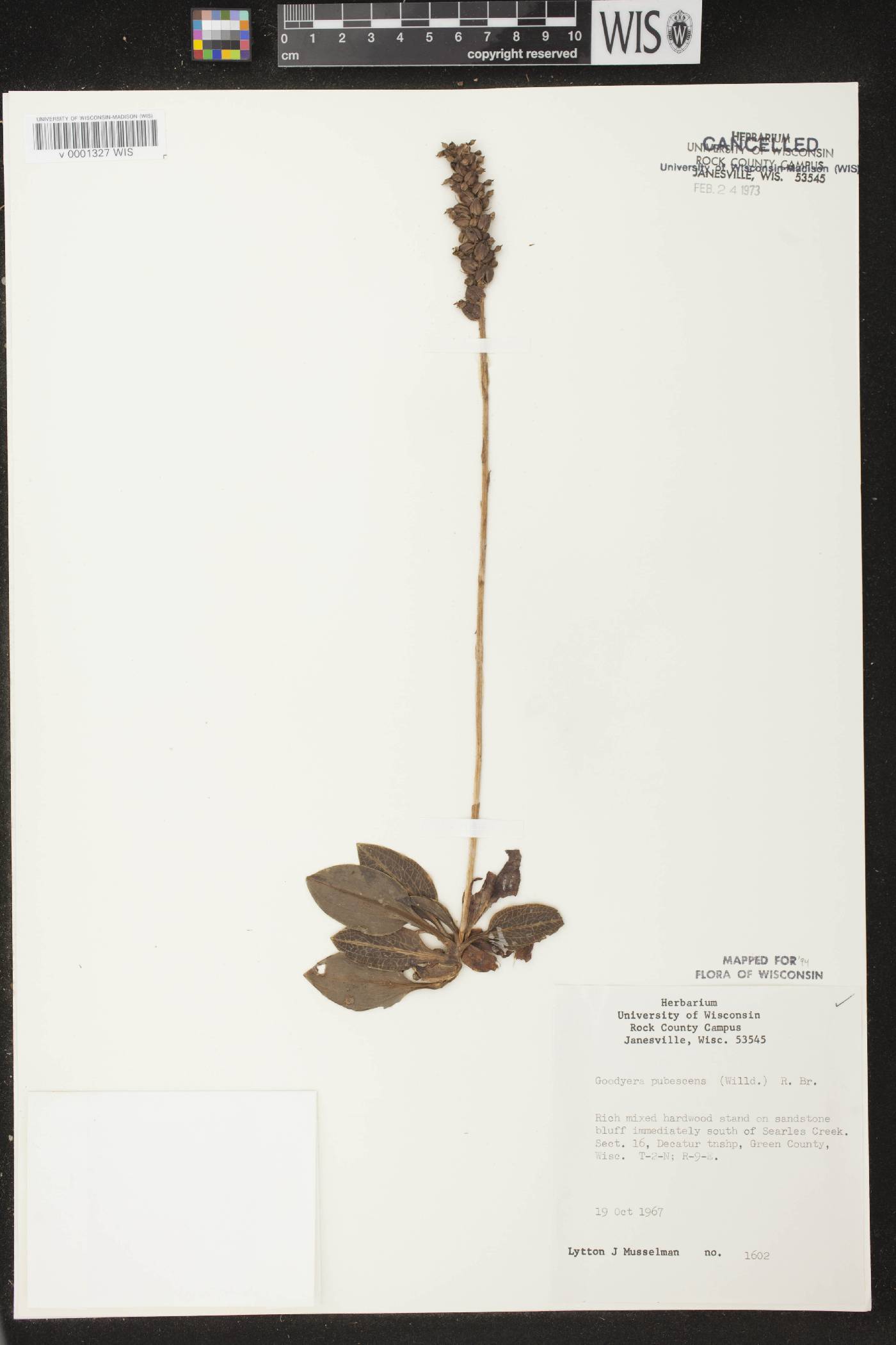 Goodyera pubescens image