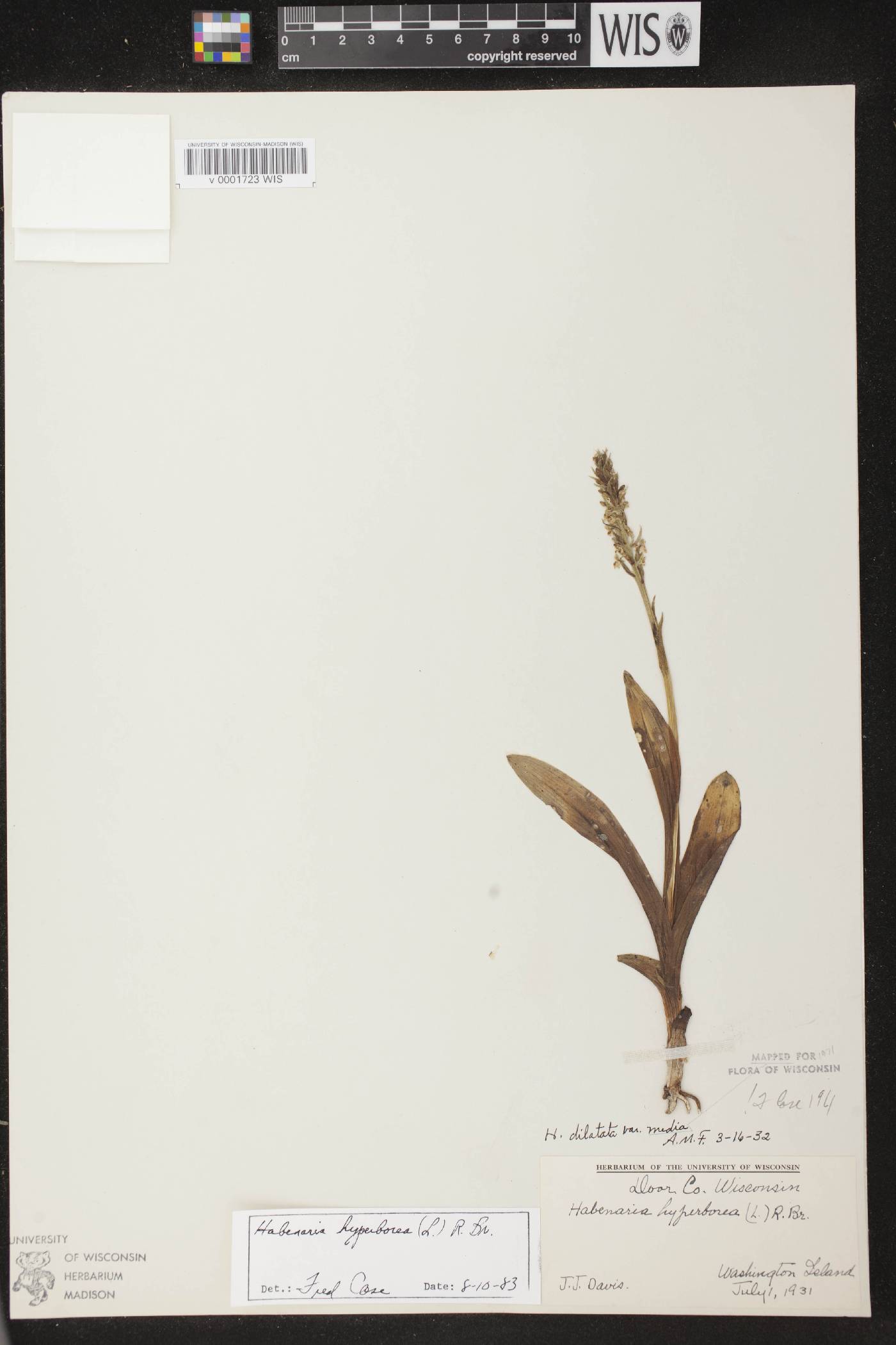 Platanthera huronensis image