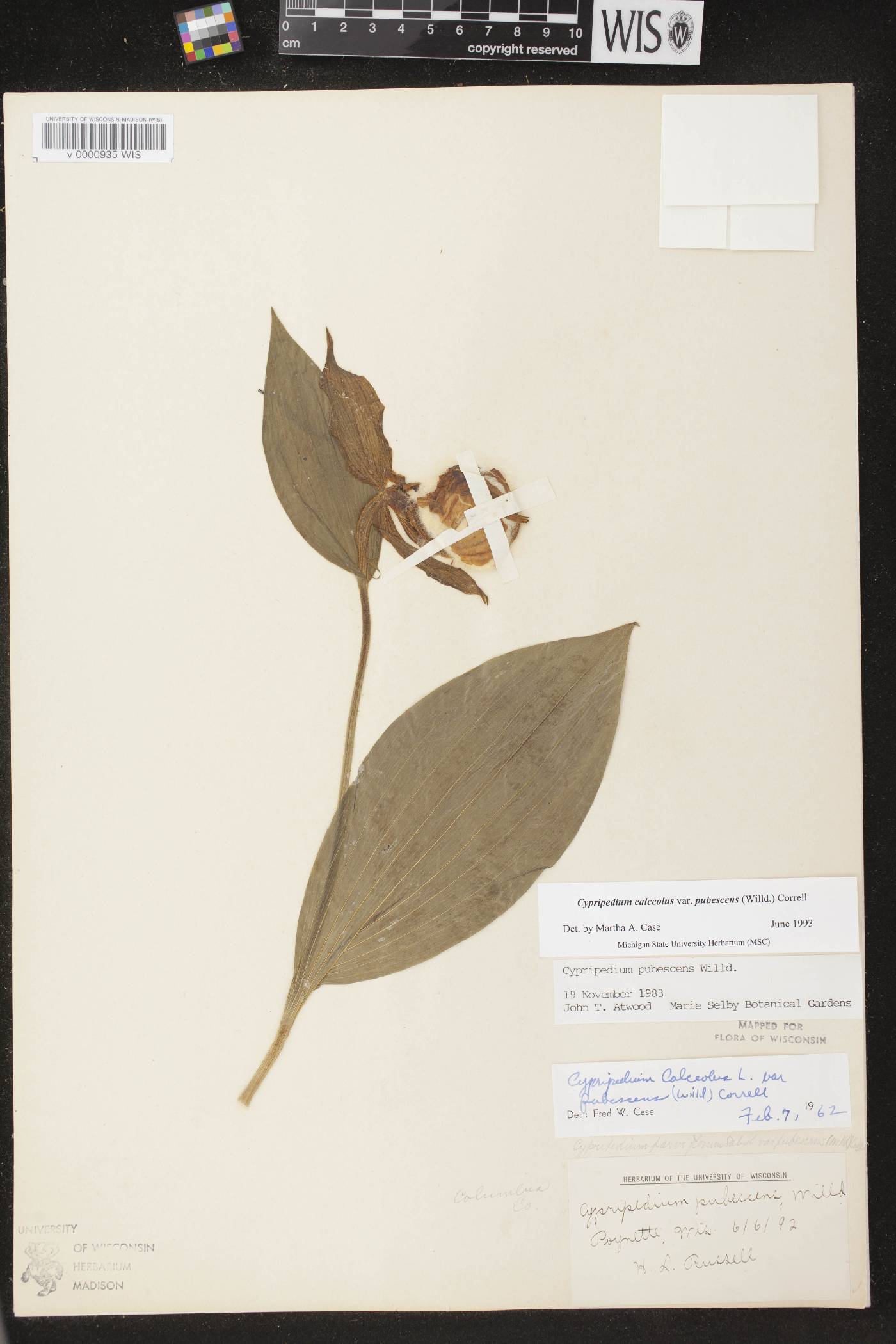 Cypripedium parviflorum var. pubescens image
