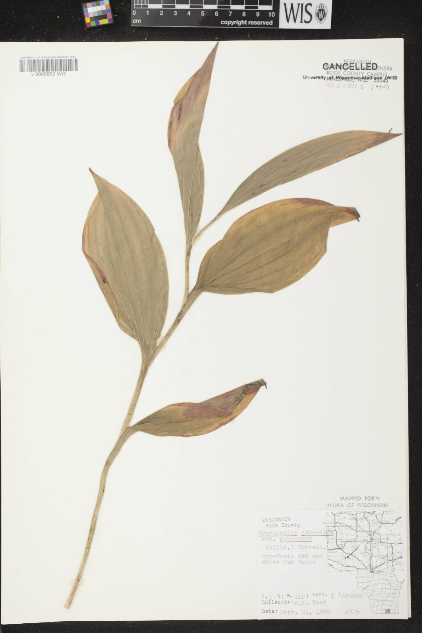 Cypripedium parviflorum image