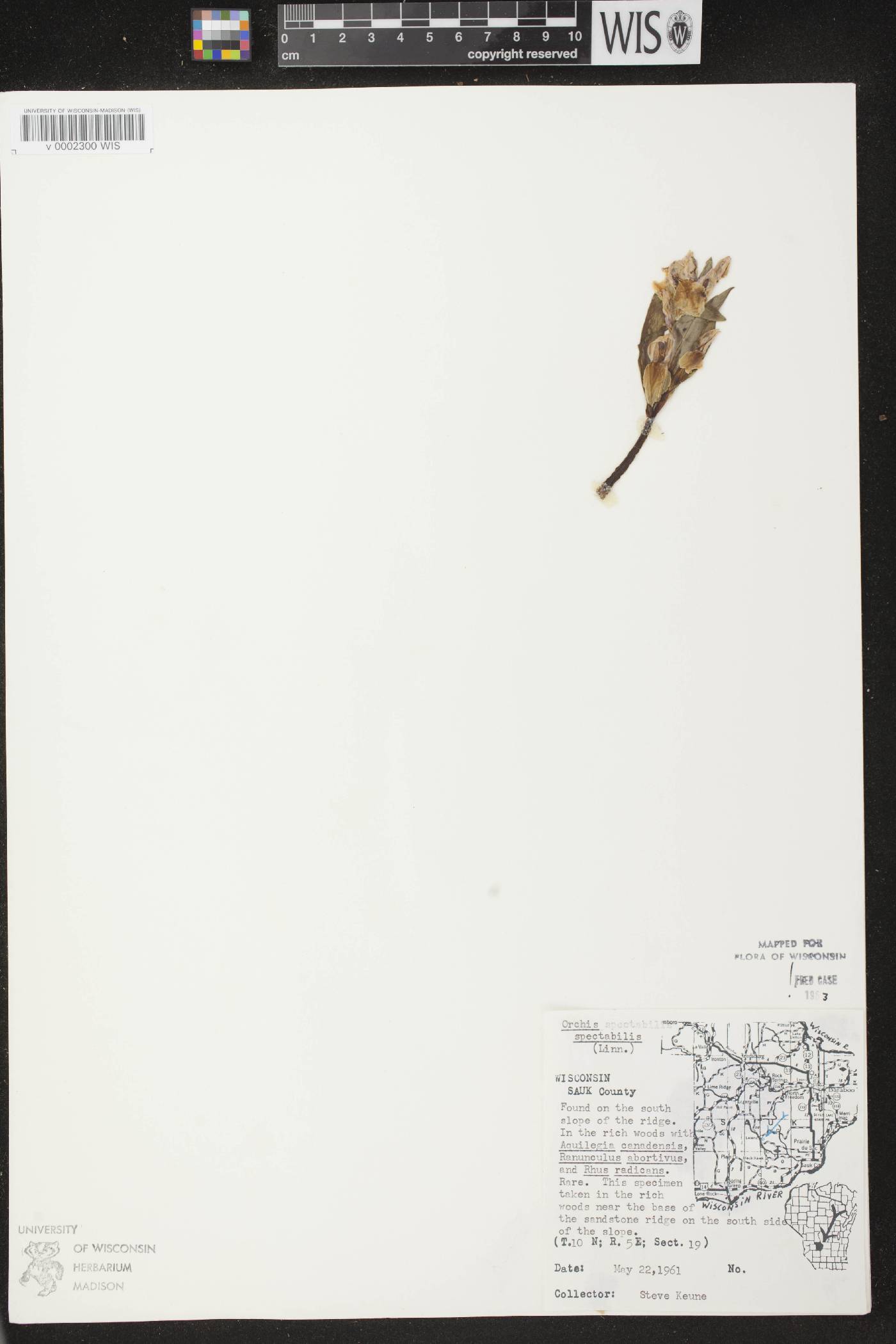 Galearis spectabilis image