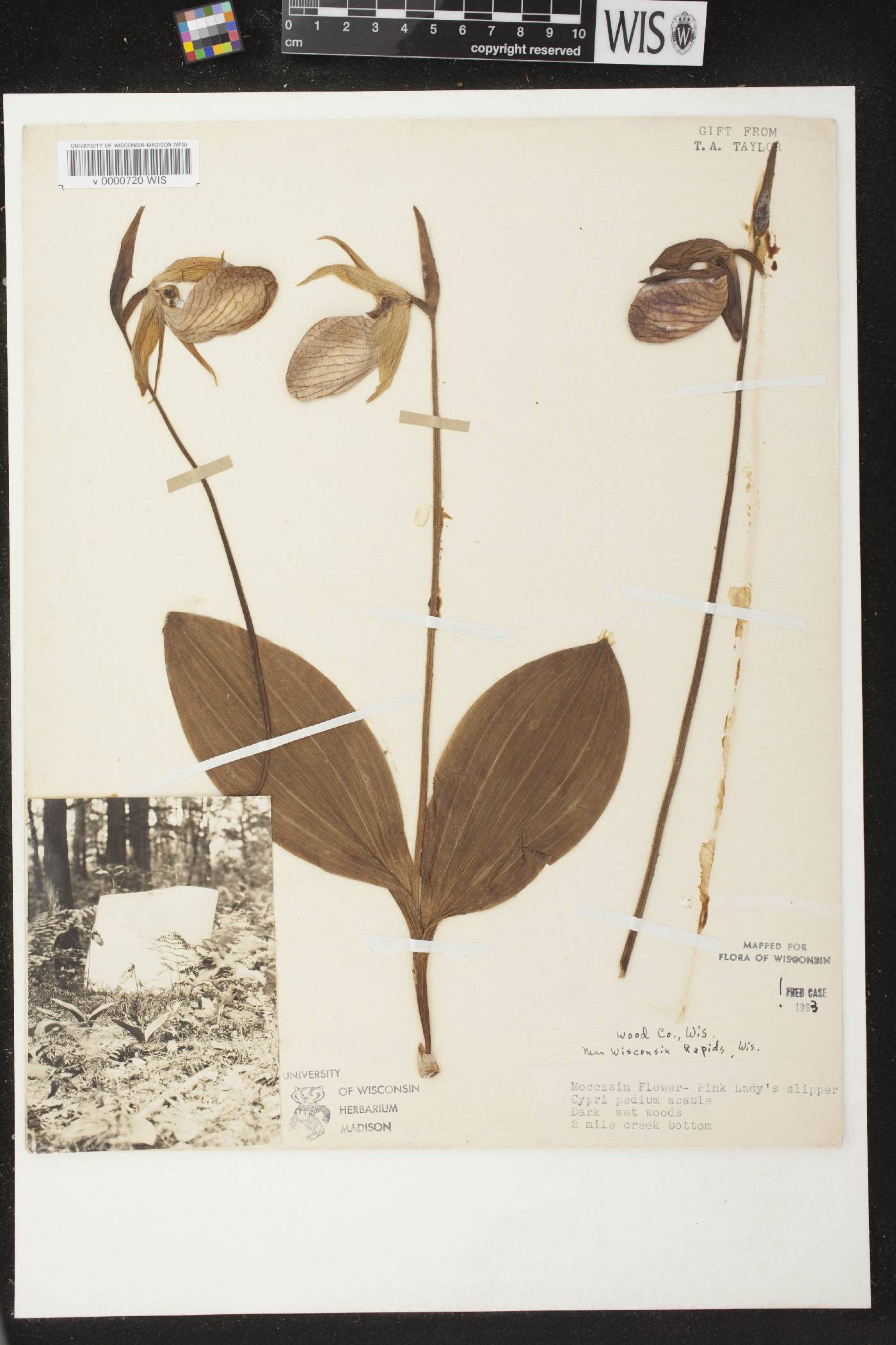 Cypripedium acaule image