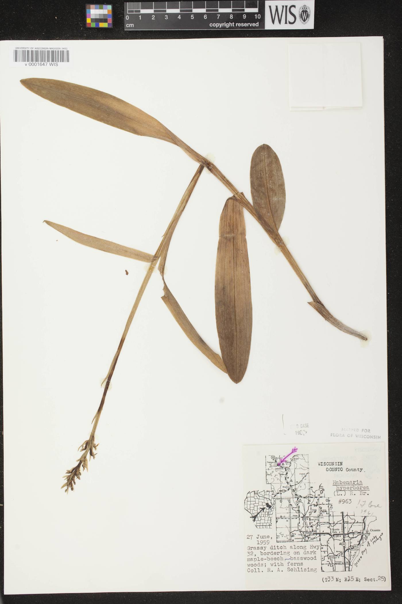 Platanthera huronensis image