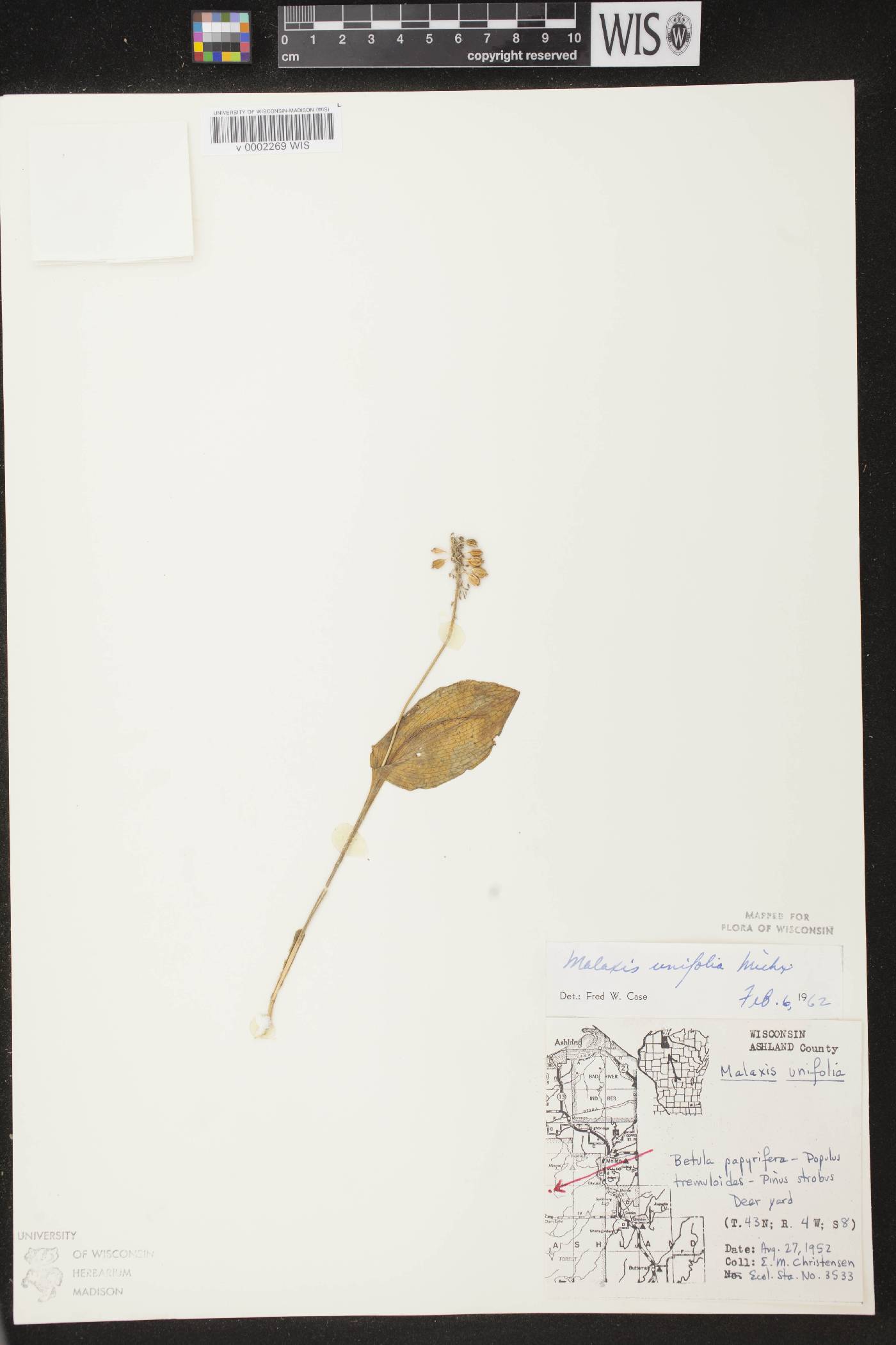 Malaxis unifolia image
