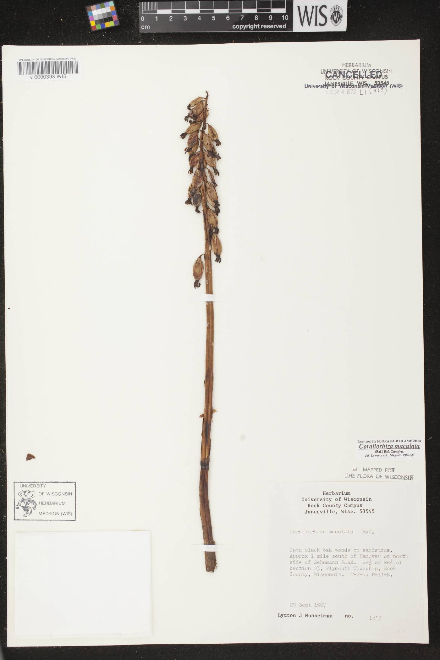 Corallorhiza maculata image
